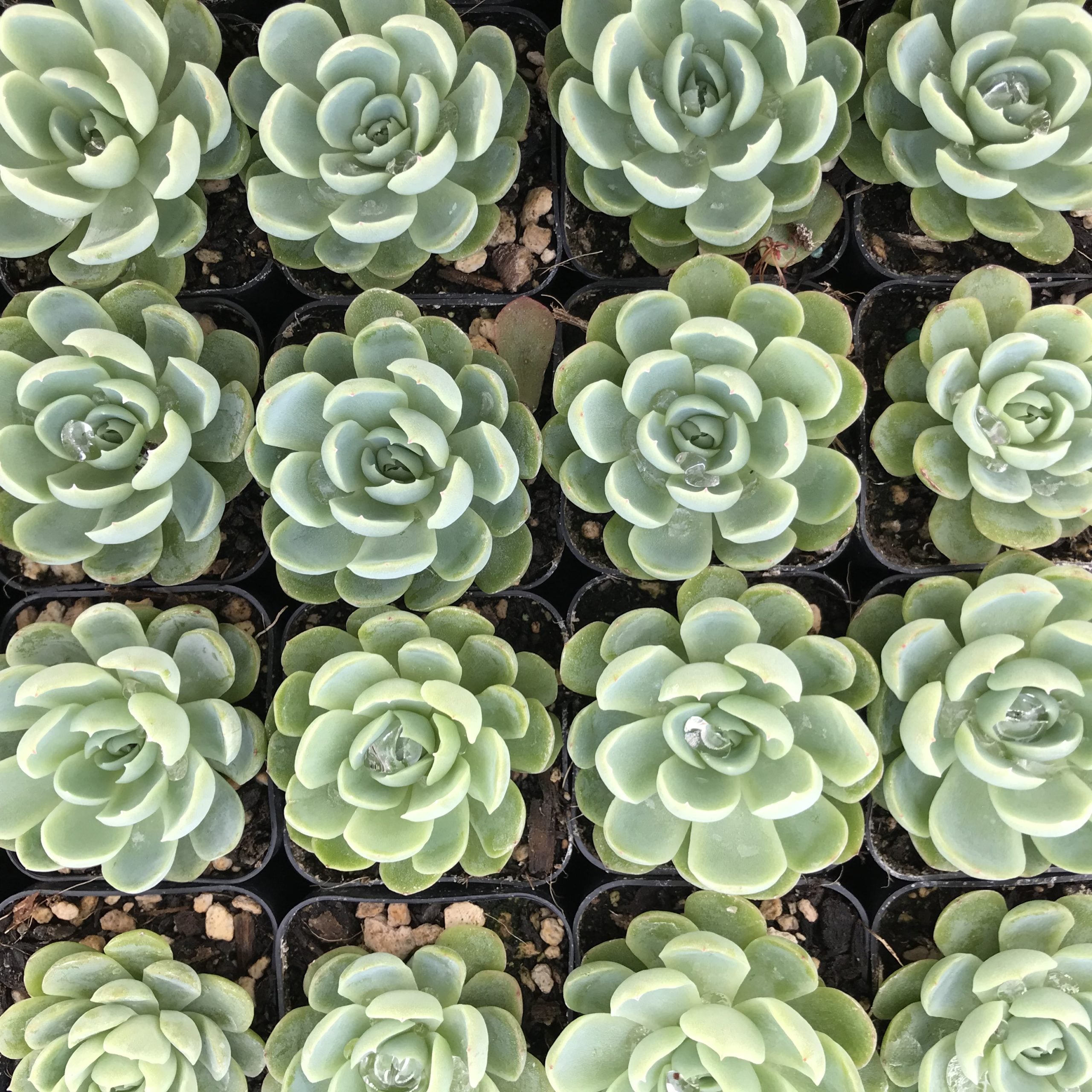 Echeveria elegans - Mexican Snowball (2" Pot) - Image 5