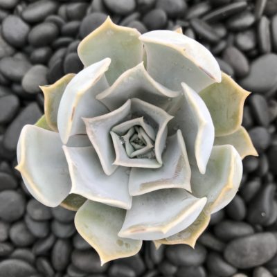 Echeveria lilacina - Ghost Echeveria (2" Pot)