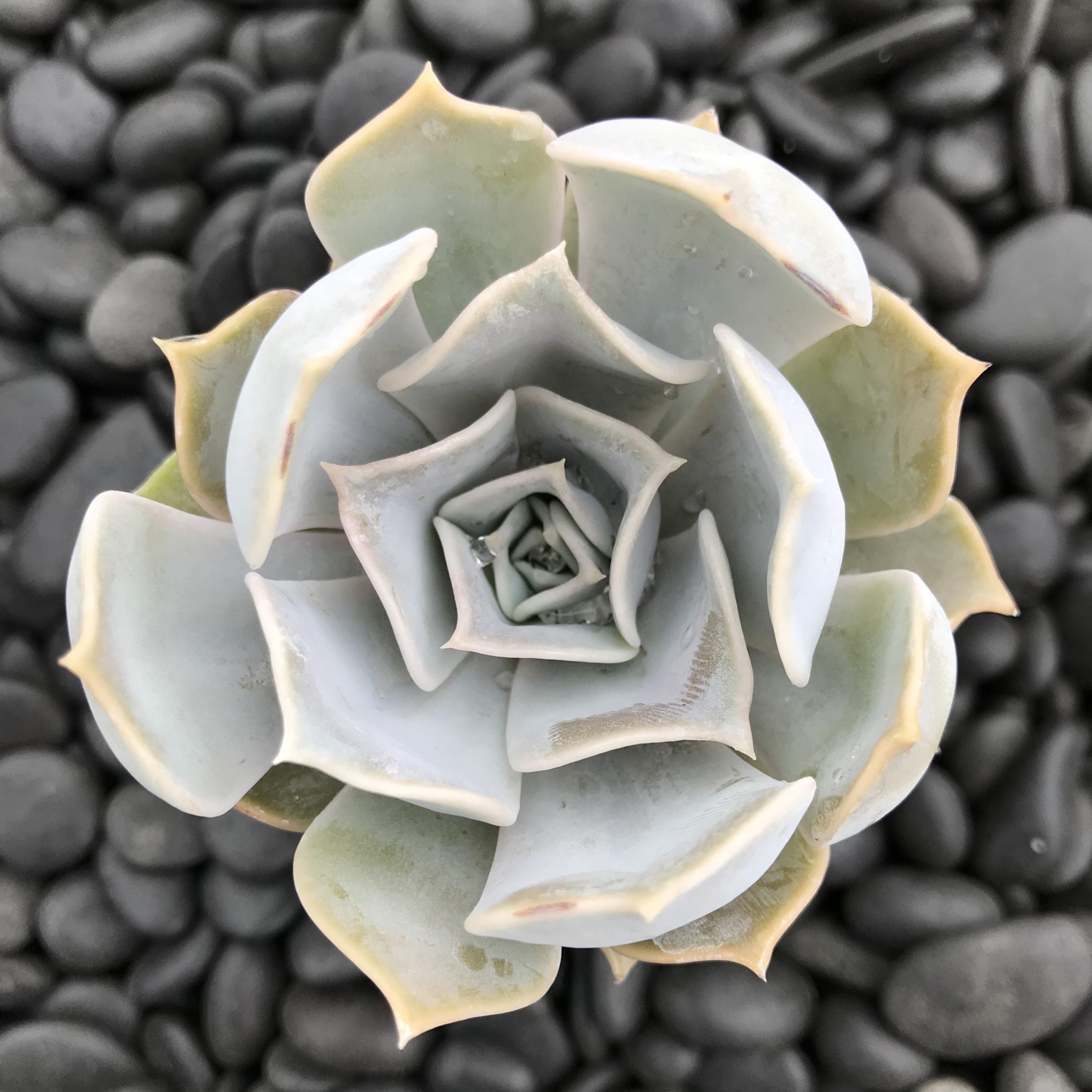 Echeveria lilacina - Ghost Echeveria (2" Pot)