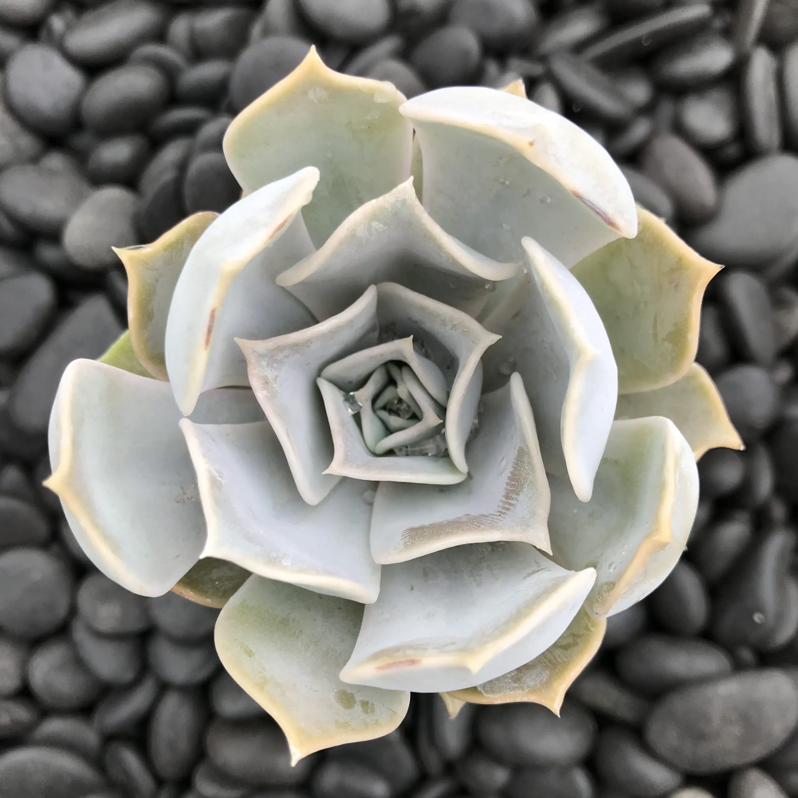 Echeveria-lilacina-AUGUST- Echeveria-lilacina-AUGUST-