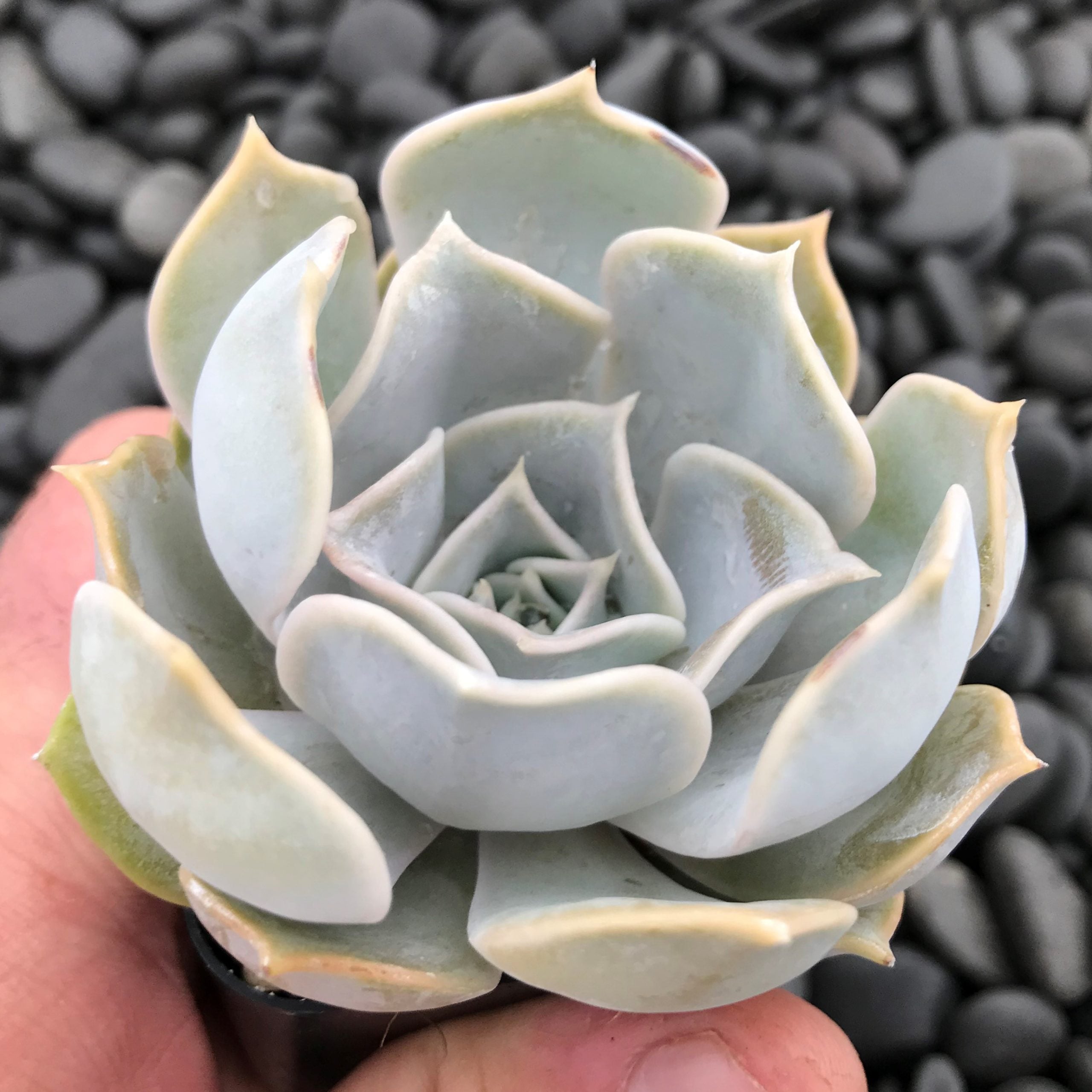 Echeveria lilacina - Ghost Echeveria (2" Pot) - Image 2