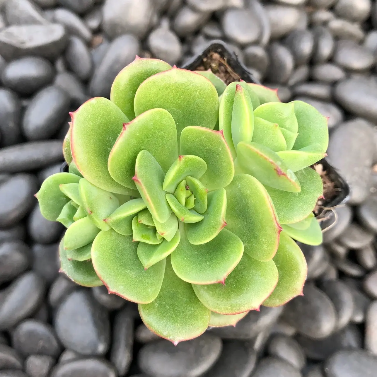 Echeveria multicaulis (2