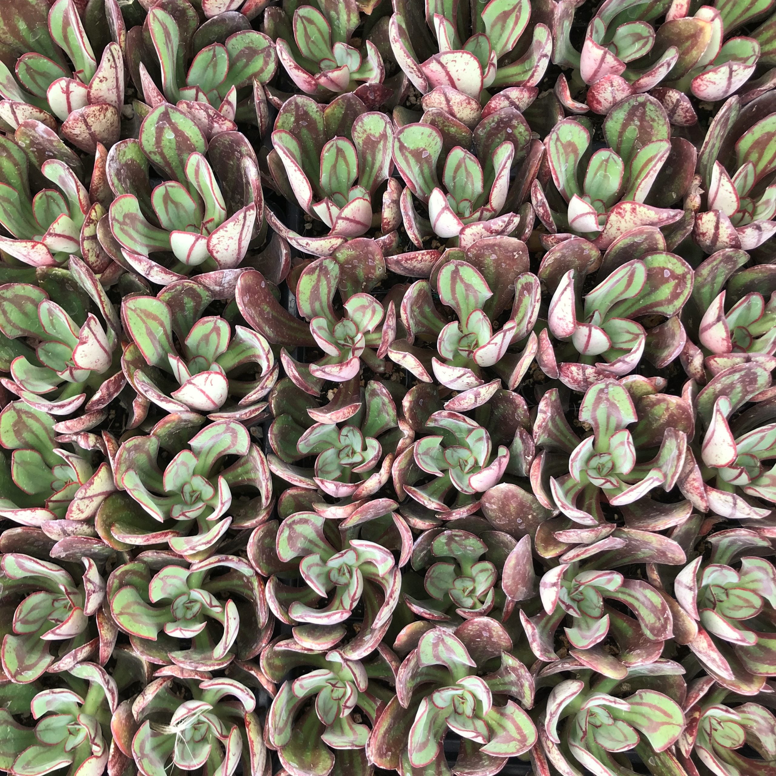 Echeveria nodulosa - Painted Echeveria (2" Pot) - Image 3