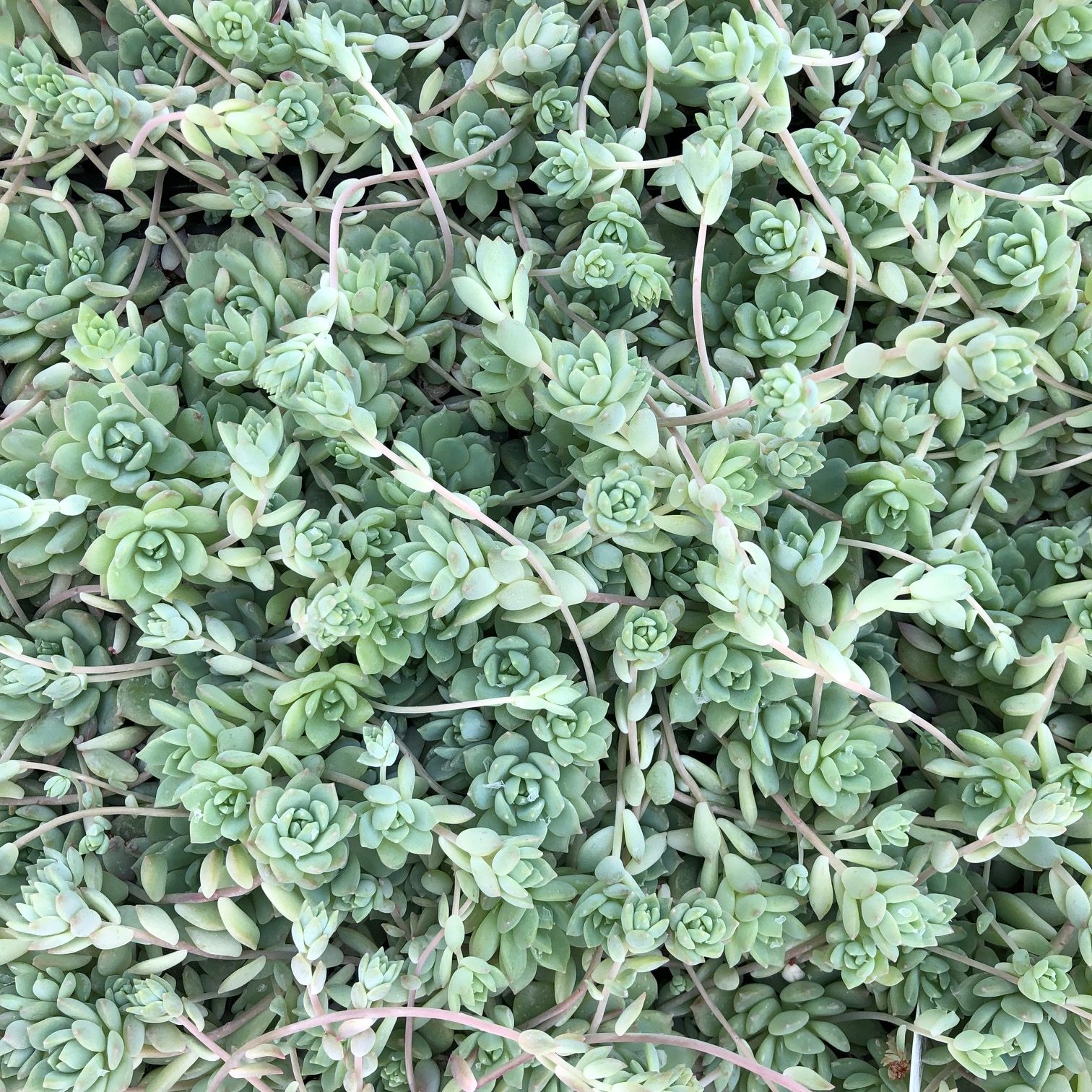 Echeveria prolifica - Carpet Echeveria (2