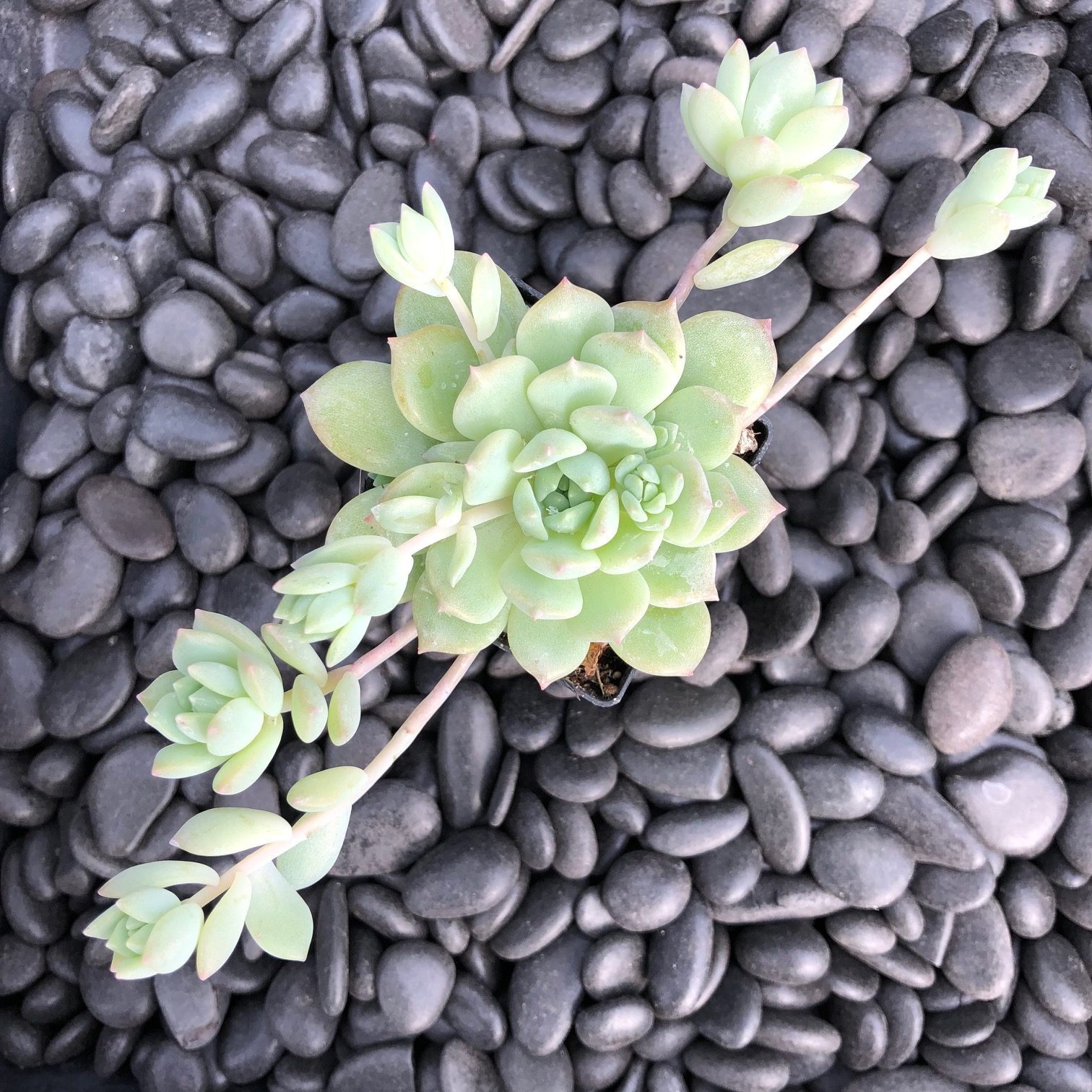 ervaスリング　播州織　S エボニアイボリー Echeveria prolifica - Carpet Echeveria (2