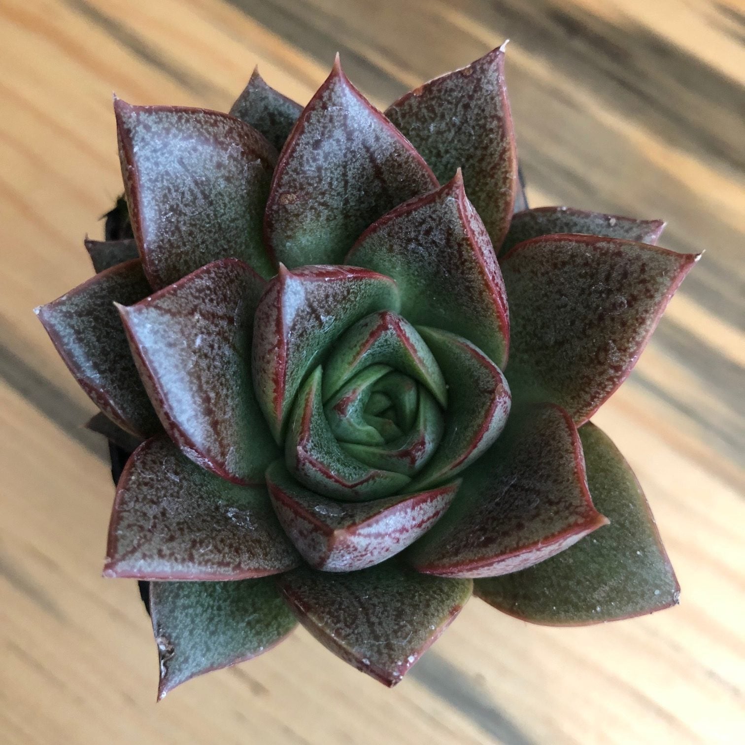 Echeveria purpusorum (2" Pot) - Image 2