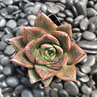 Echeveria purpusorum (2" Pot)