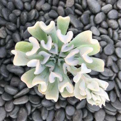 Echeveria runyonii 'Topsy Turvy' (2" Pot)