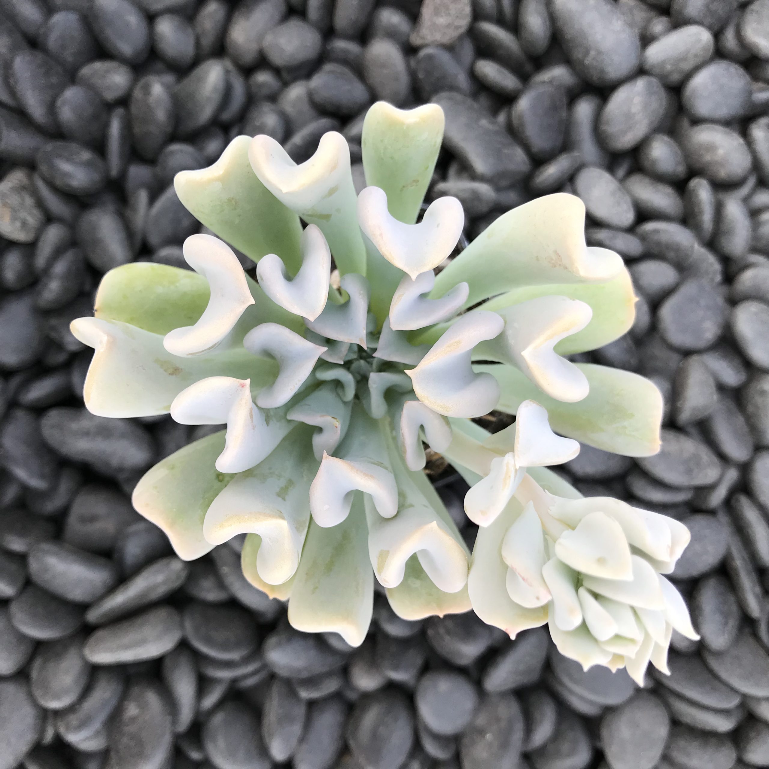 artifical potted plant UV Resistant Artificial Outdoor Potted Grass Plant