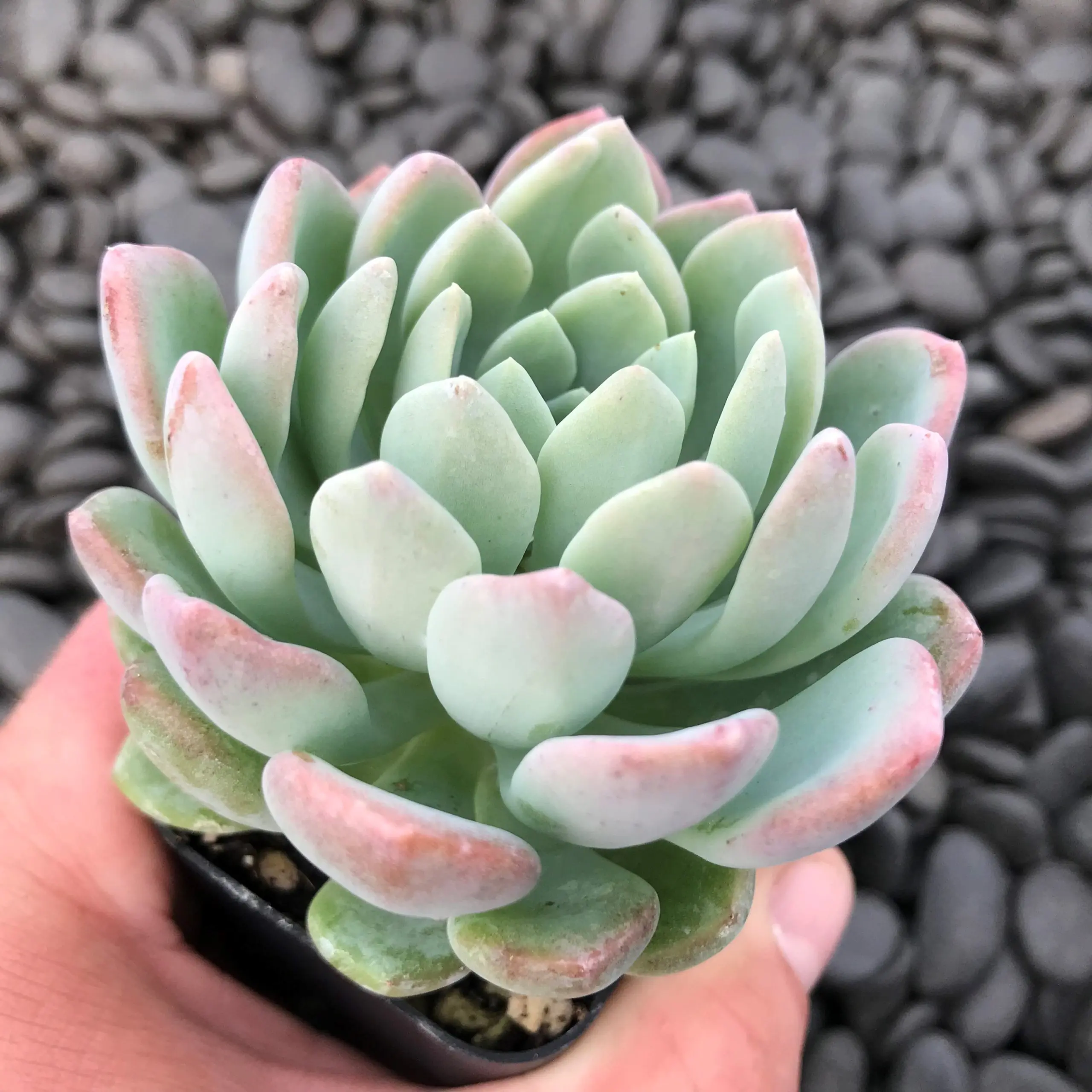 Echeveria scheideckeri - Jeweled Crown (2