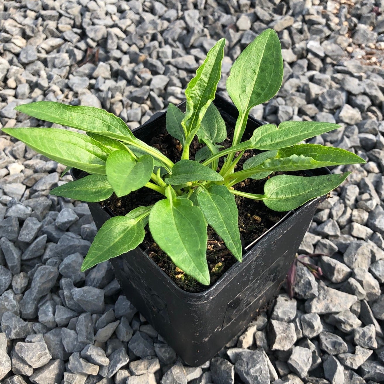 Echinacea purpurea 'Magnus' - Coneflower (4" Pot) - Image 3