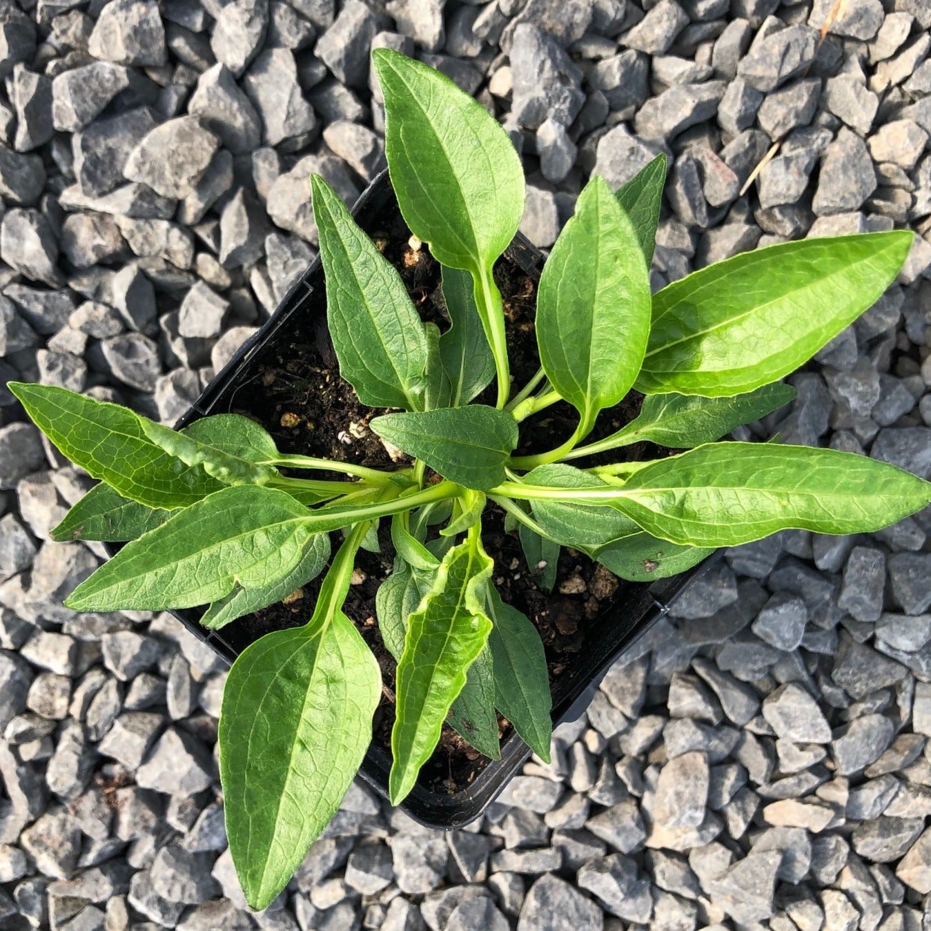 Echinacea purpurea 'Magnus' - Coneflower (4" Pot) - Image 4