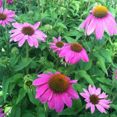 Echinacea purpurea 'PowWow® Wild Berry' - Coneflower (4" Pot)
