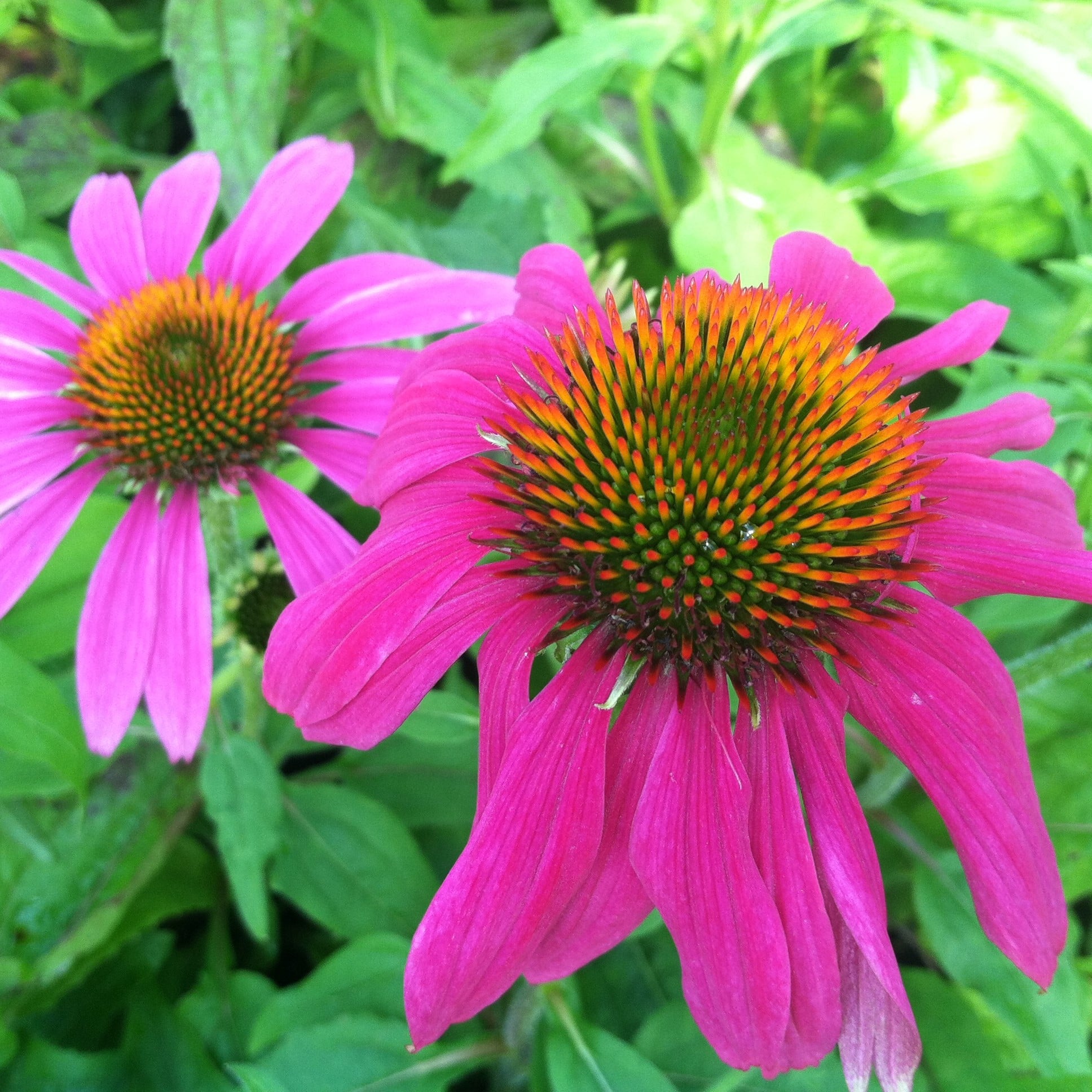 Echinacea purpurea 'PowWow® Wild Berry' - Coneflower (4" Pot) - Image 2