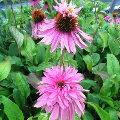 Echinacea purpurea 'Doubledecker' - Coneflower (4" Pot)