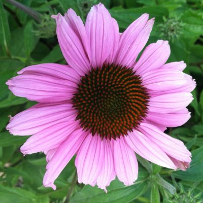 Echinacea purpurea 'Magnus' - Coneflower (4" Pot)