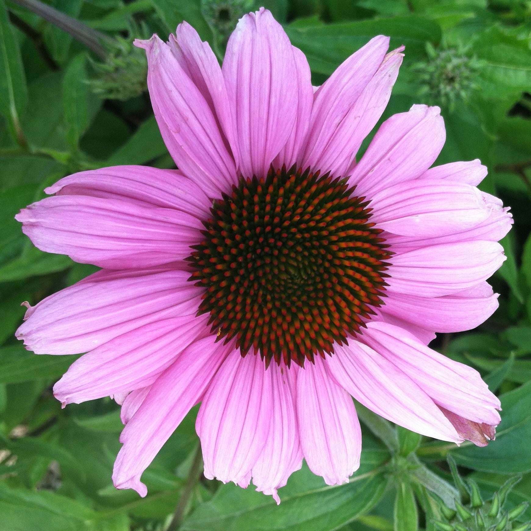 Echinacea purpurea 'Magnus' - Coneflower (4" Pot)