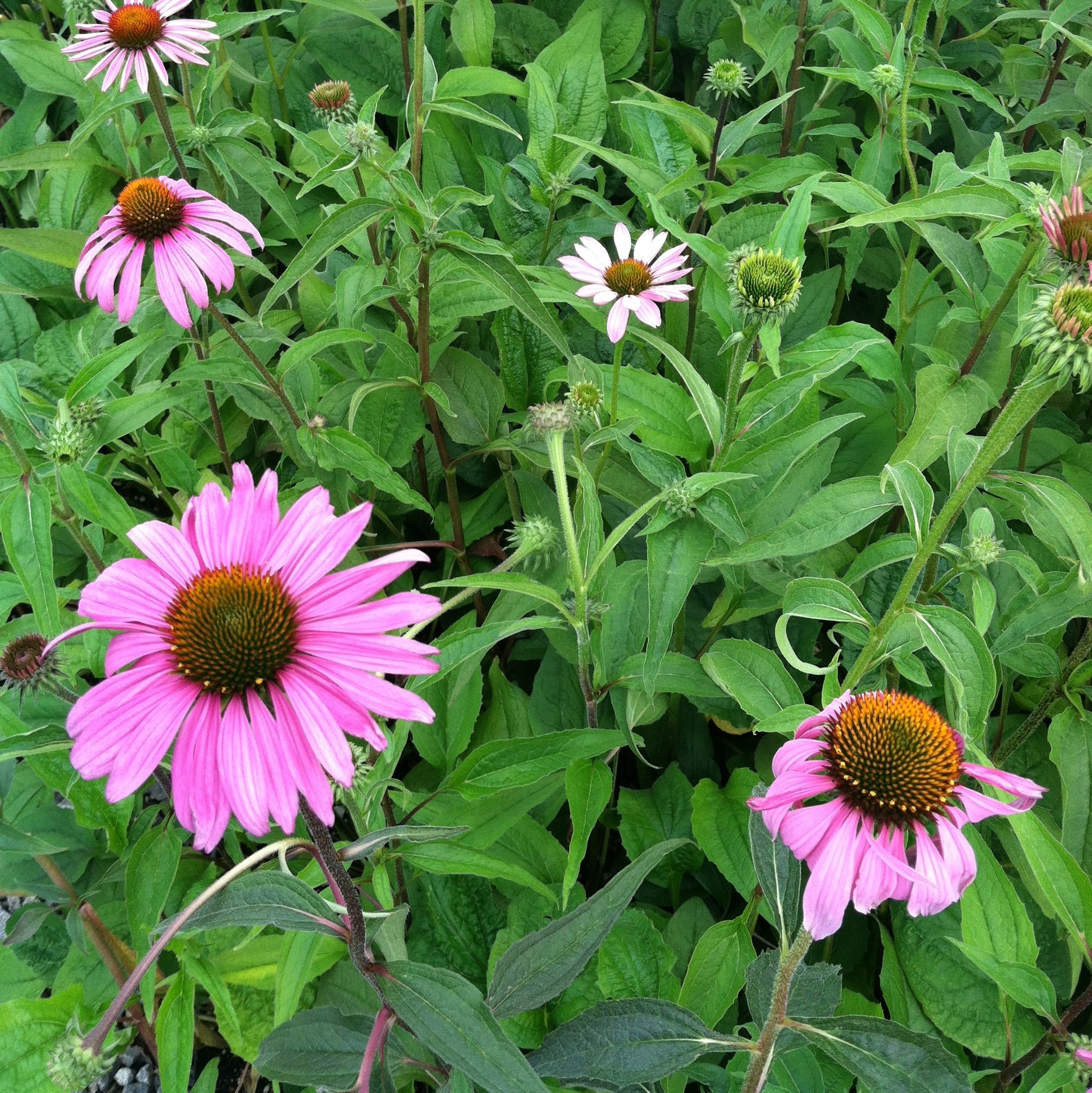 Echinacea purpurea 'Magnus' - Coneflower (4" Pot) - Image 2