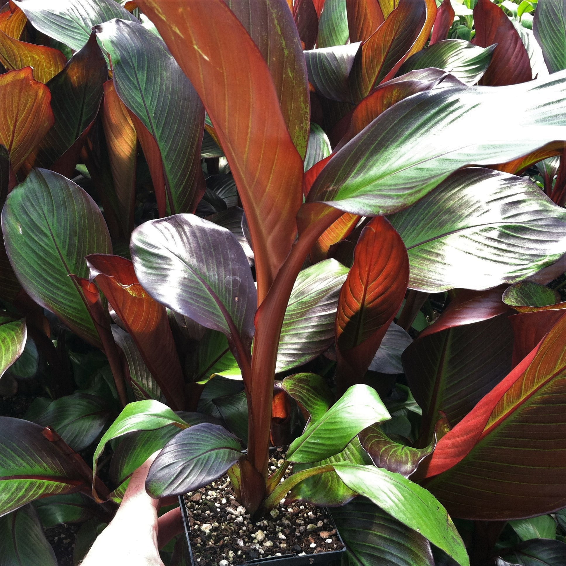 Ensete maurelii - Red Banana (4.5" Pot) - Image 5