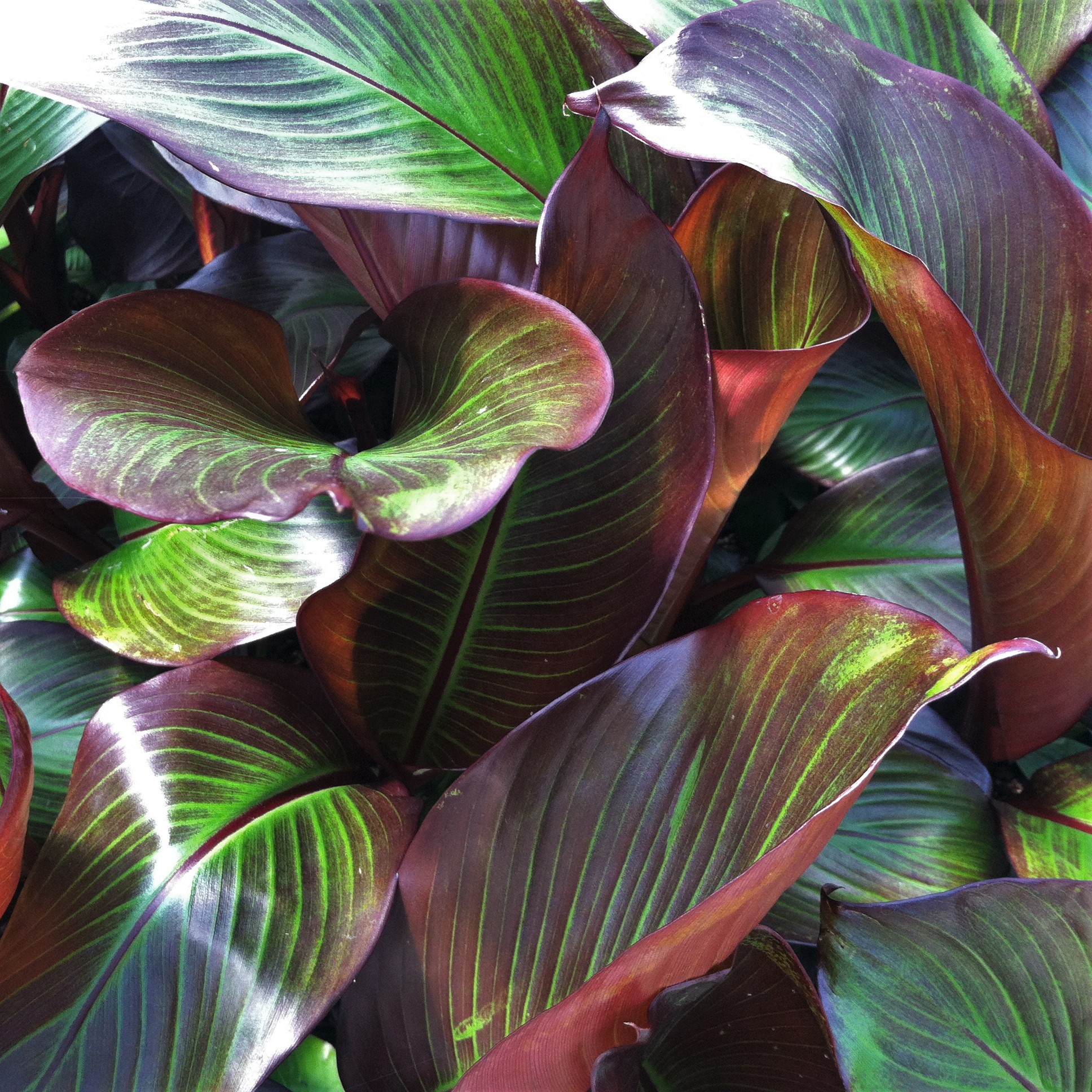 Ensete maurelii - Red Banana (4.5" Pot) - Image 2
