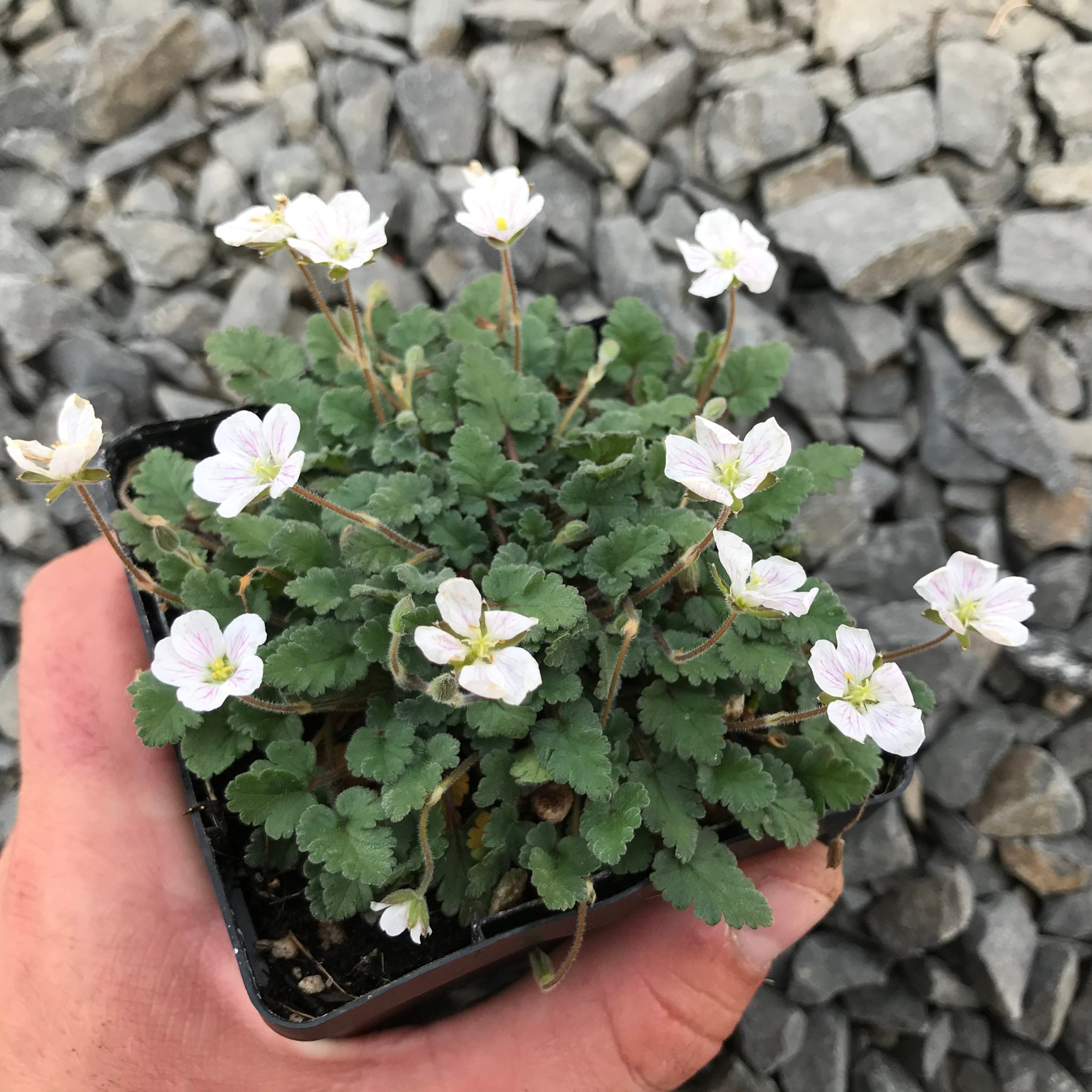 Erodium reichardii 'Alba' - White Alpine Geranium (3.5" Pot) - Image 3