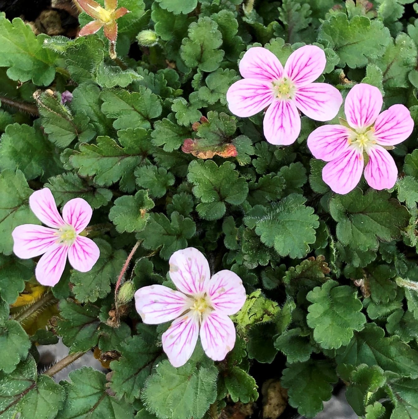 Erodium reichardii 'Flore Pleno' - Double Alpine Geranium (3.5" Pot) - Image 5