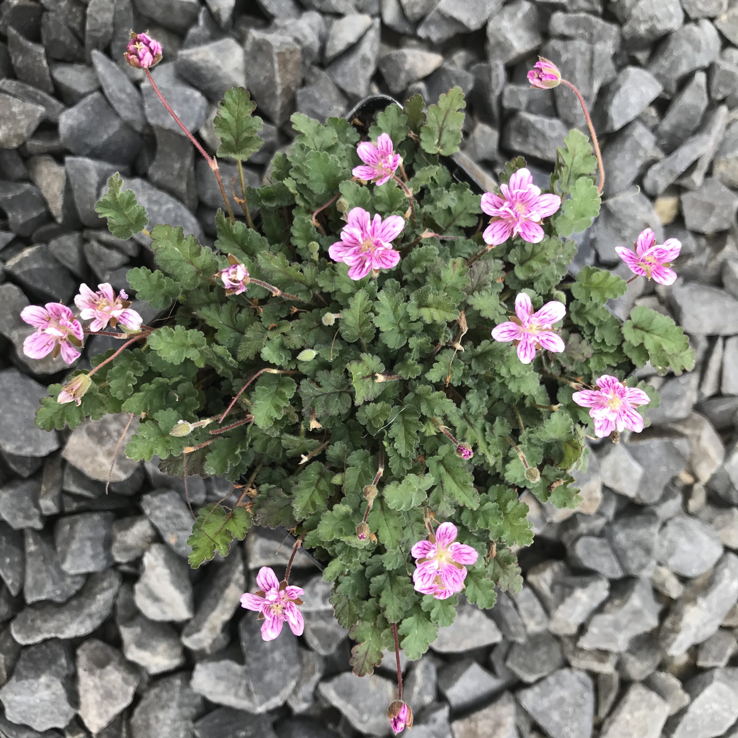 Erodium reichardii 'Flore Pleno' - Double Alpine Geranium (3.5" Pot) - Image 3