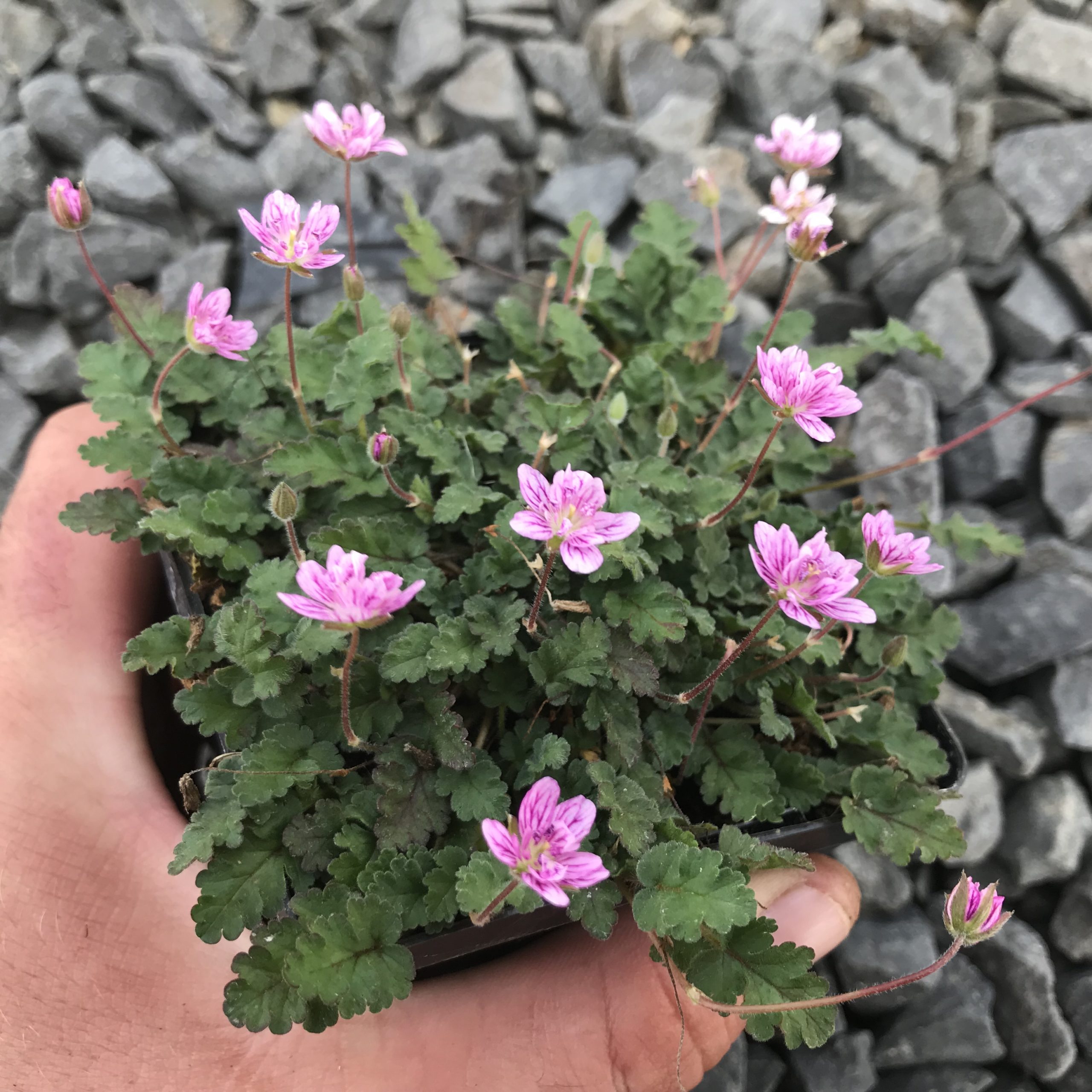 Erodium reichardii 'Flore Pleno' - Double Alpine Geranium (3.5" Pot) - Image 2