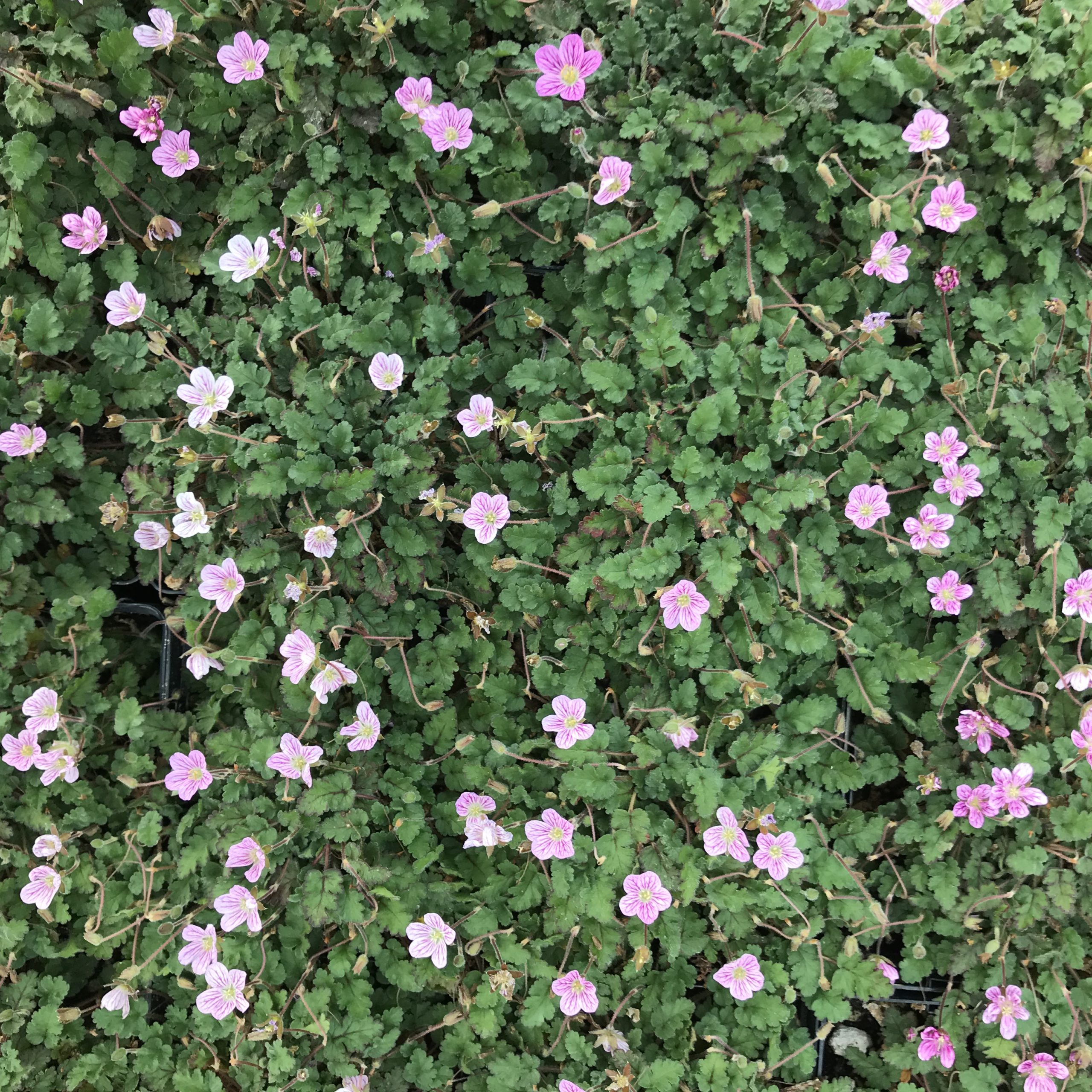 Erodium reichardii 'Flore Pleno' - Double Alpine Geranium (3.5" Pot) - Image 6