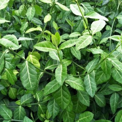 Euonymus fortunei 'Coloratus' - Purple Leaf Wintercreeper (3.5" Pot)