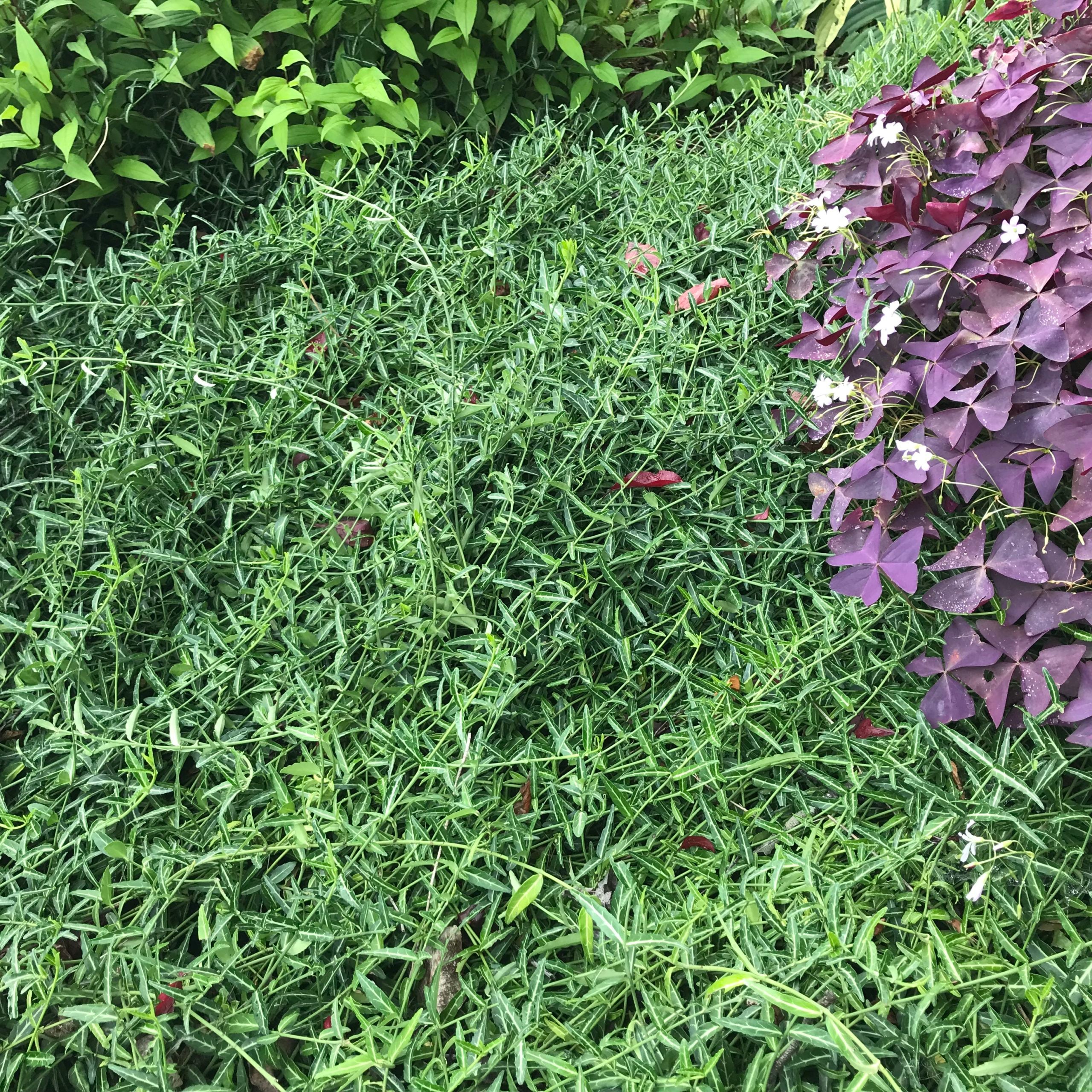 Euonymus fortunei 'Wolong's Ghost' (3.5" Pot) - Image 3