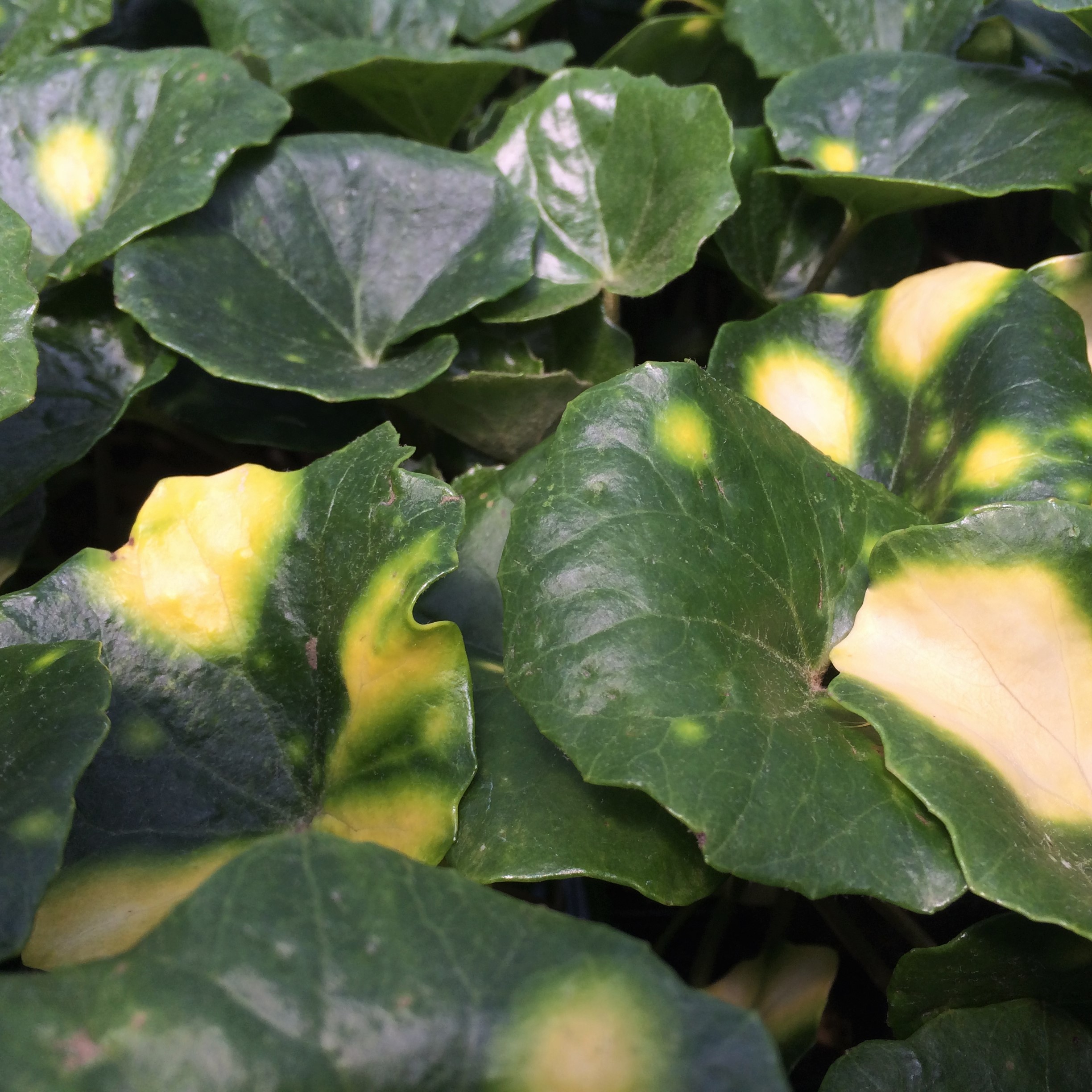 Farfugium japonicum 'Aureo-maculata' - Leopard Plant (4.5" Pot) - Image 2