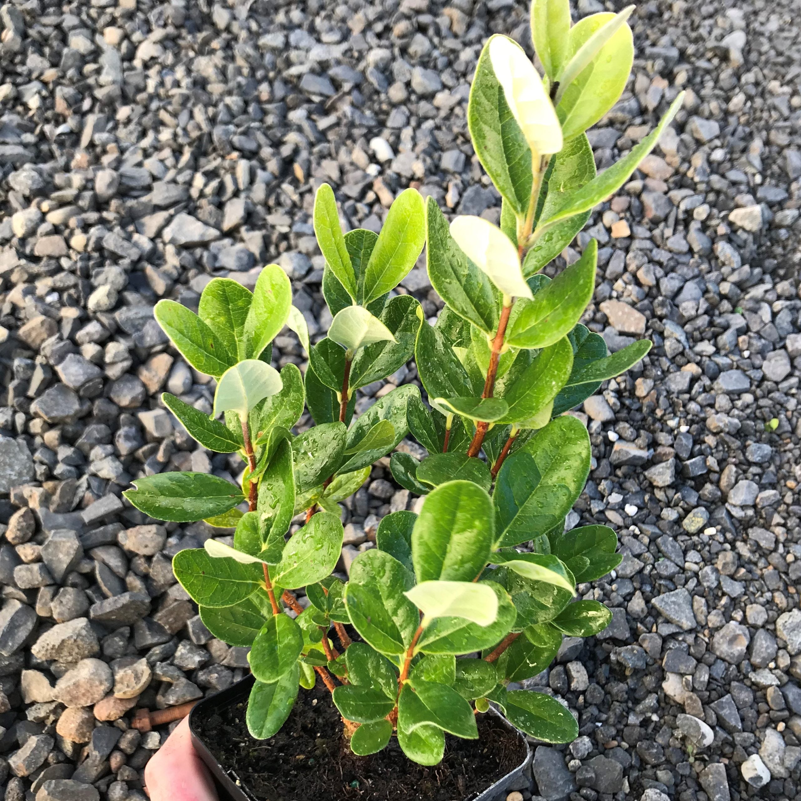 Feijoa sellowiana - Pineapple Guava (4.5" Pot) - Image 2