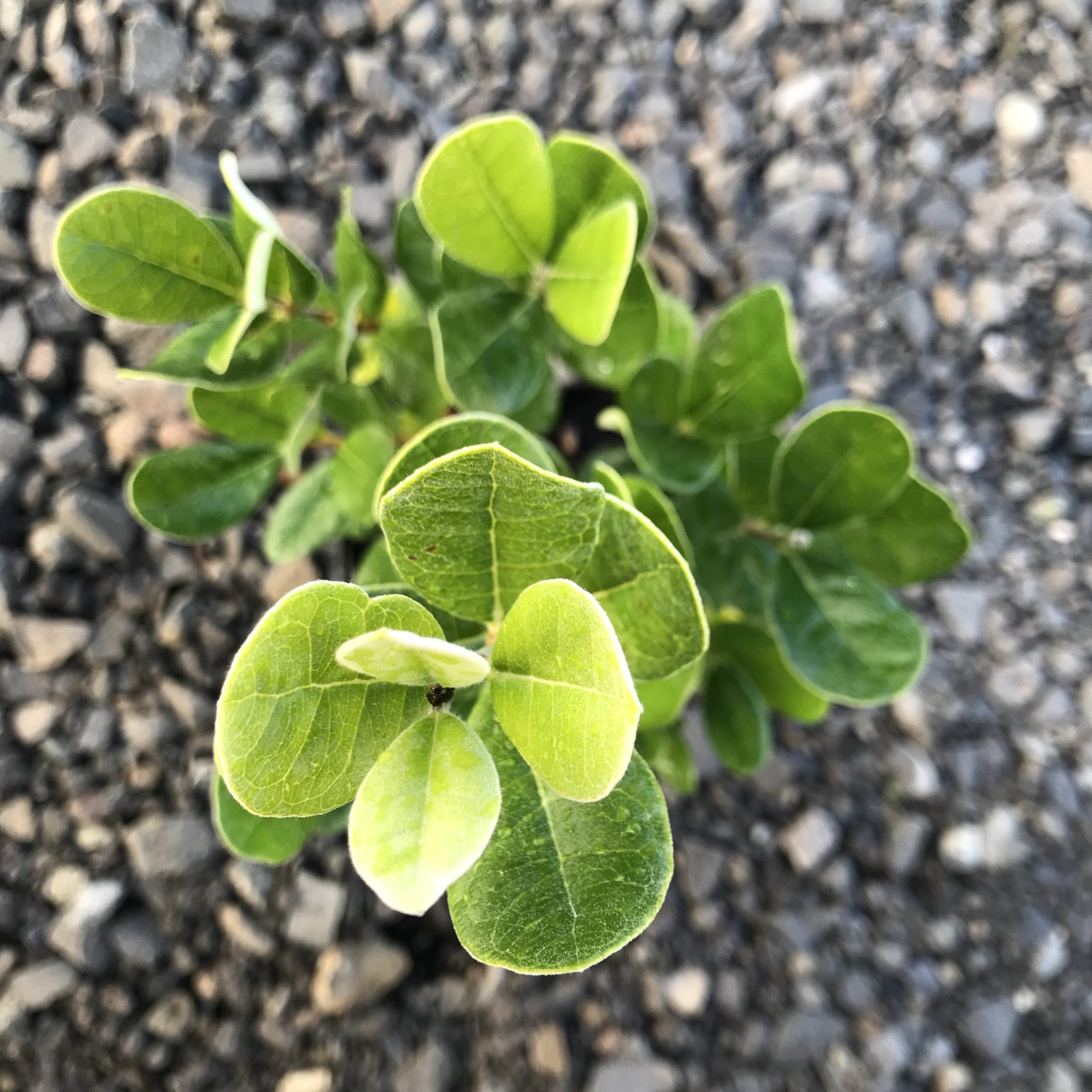 Feijoa sellowiana - Pineapple Guava (4.5" Pot) - Image 3