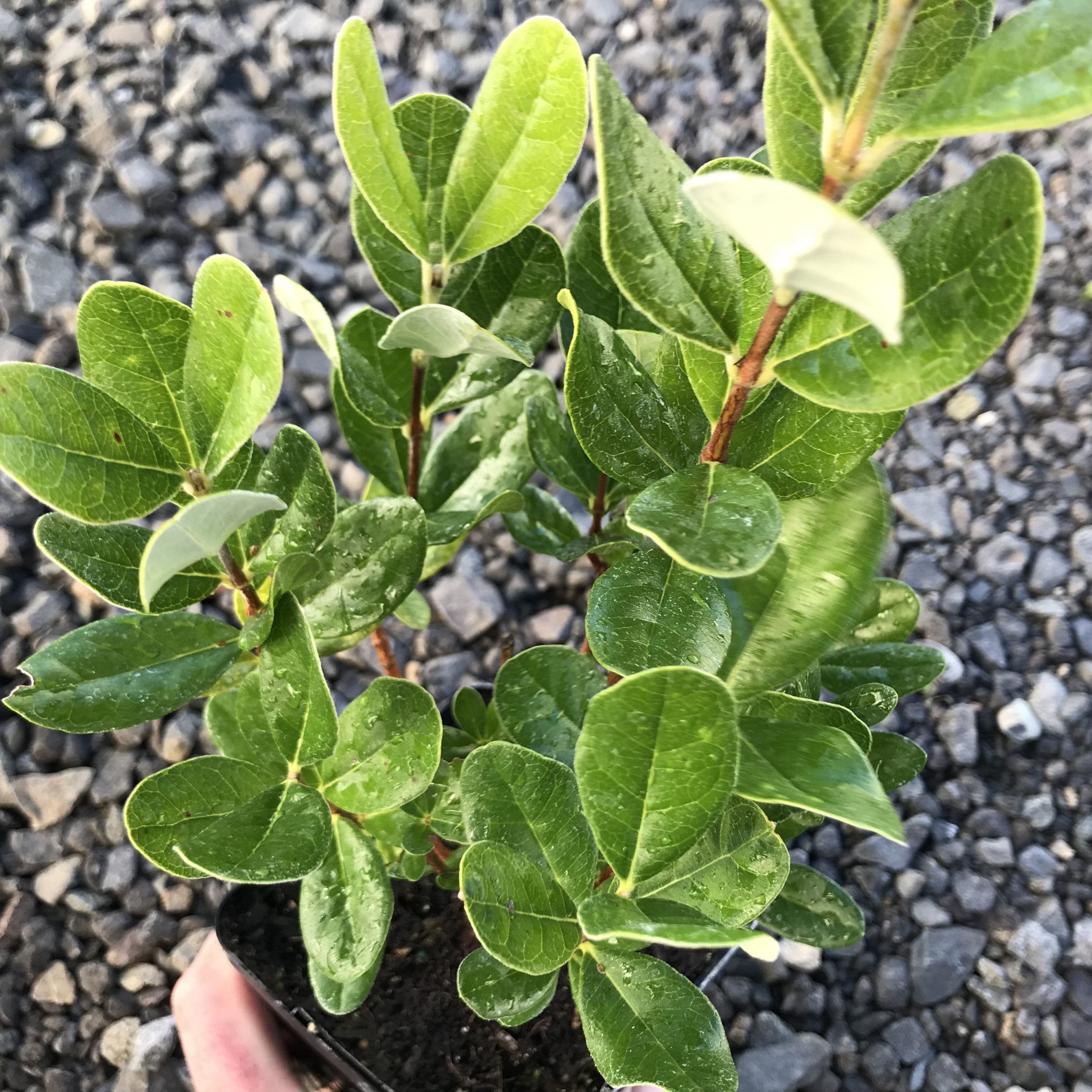 Feijoa sellowiana - Pineapple Guava (4.5" Pot) - Image 4