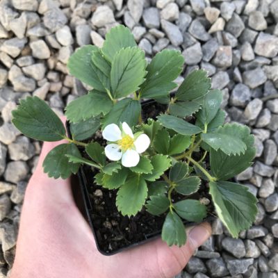 Fragaria vesca - Woodland Strawberry (3.5" Pot)