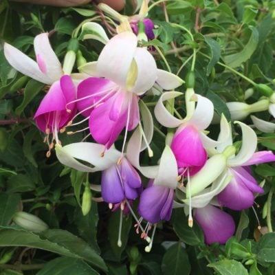 Fuchsia 'Delta's Sarah' (#1 Round)