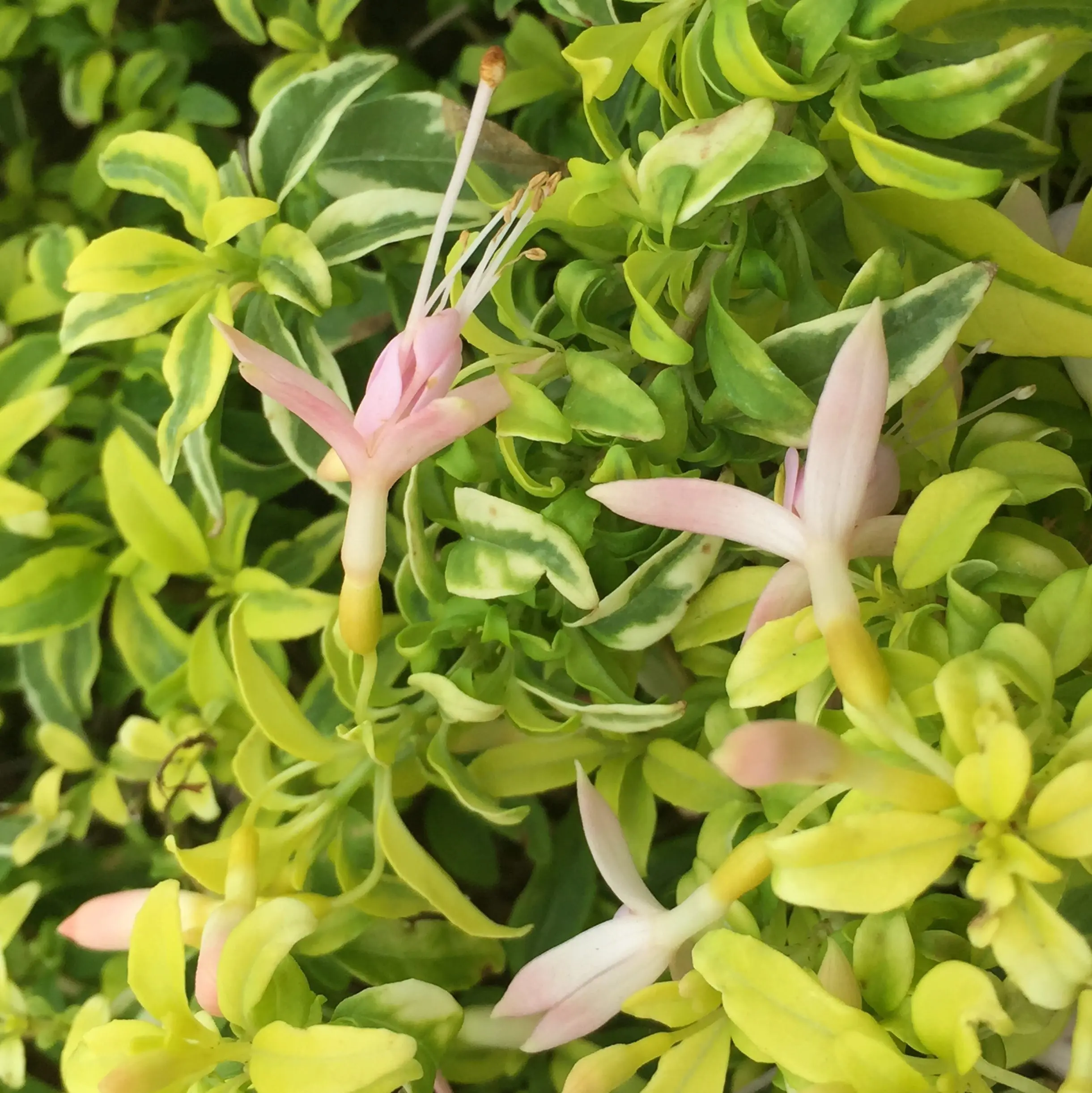 Fuchsia 'Enstone' (5.5