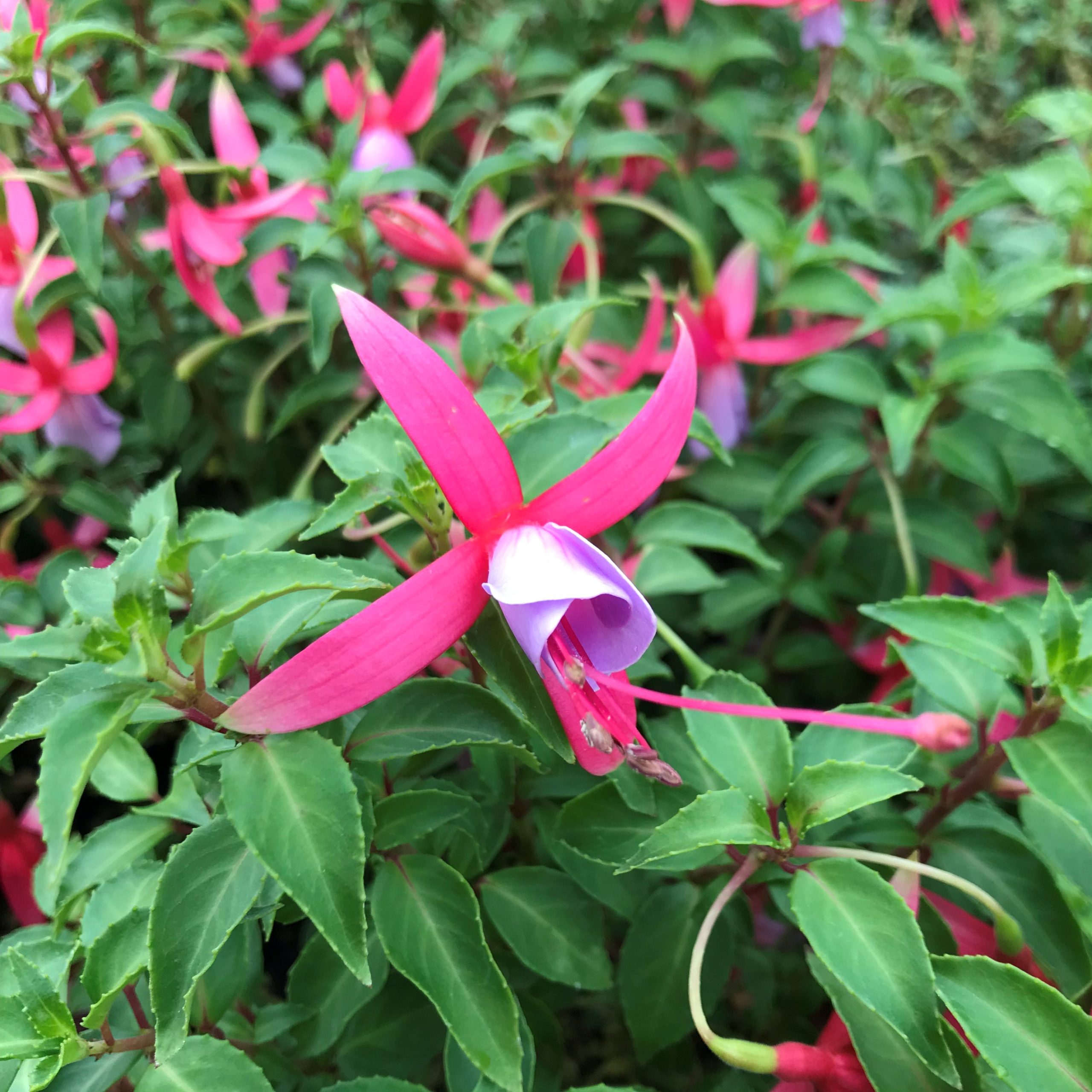 Fuchsia 'Foxgrove Wood' (5.5" Pot)