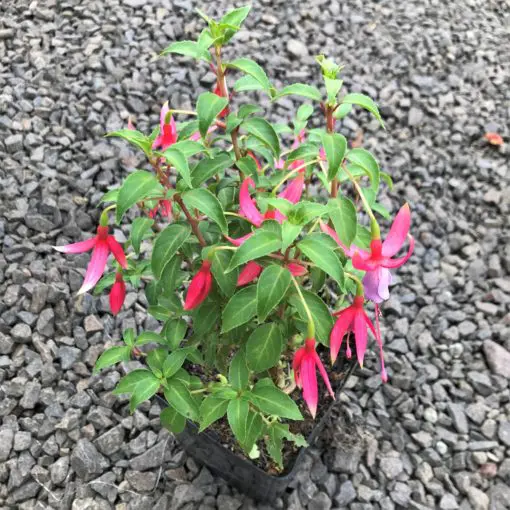 Fuchsia 'Foxgrove Wood' (5.5