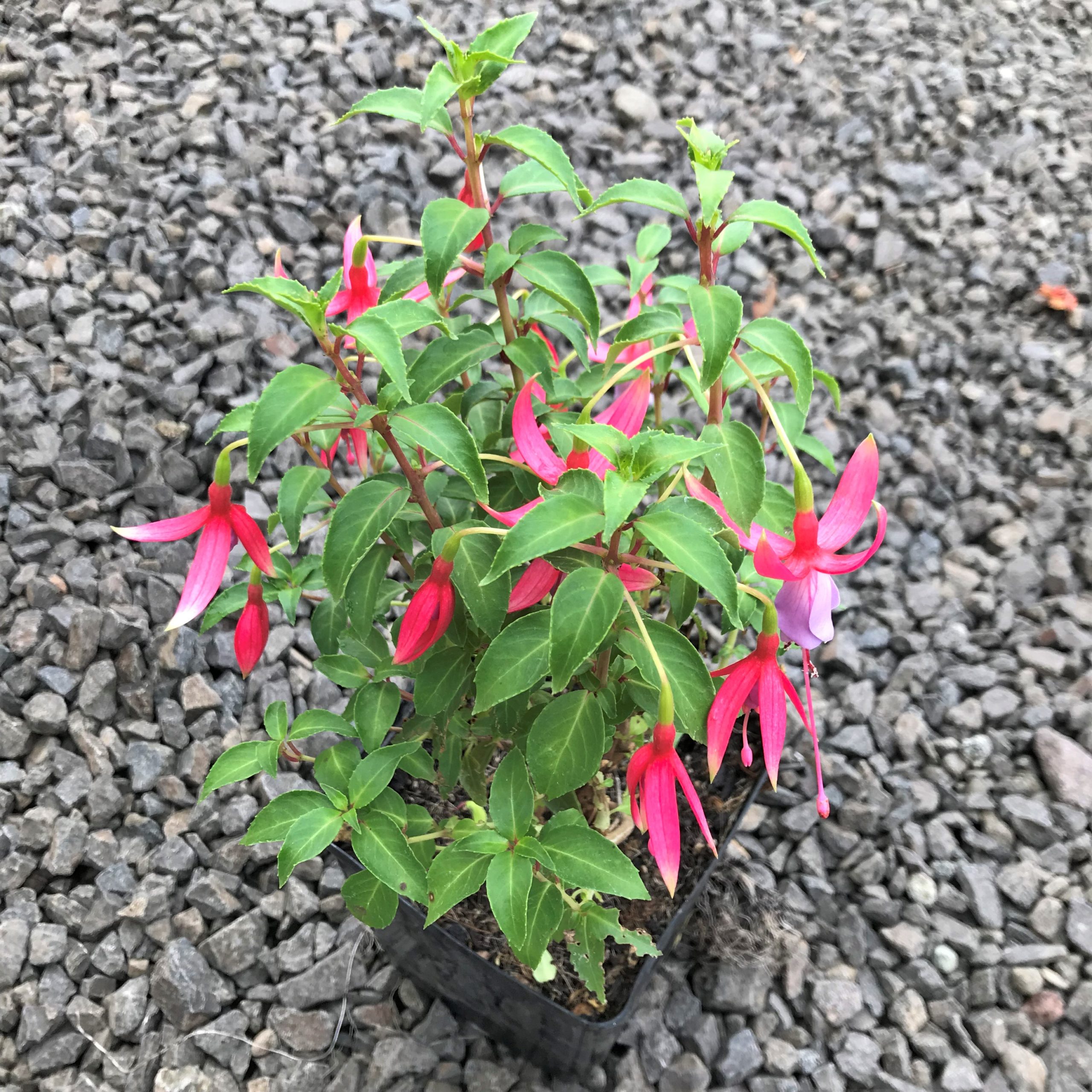 Fuchsia 'Foxgrove Wood' (5.5" Pot) - Image 2