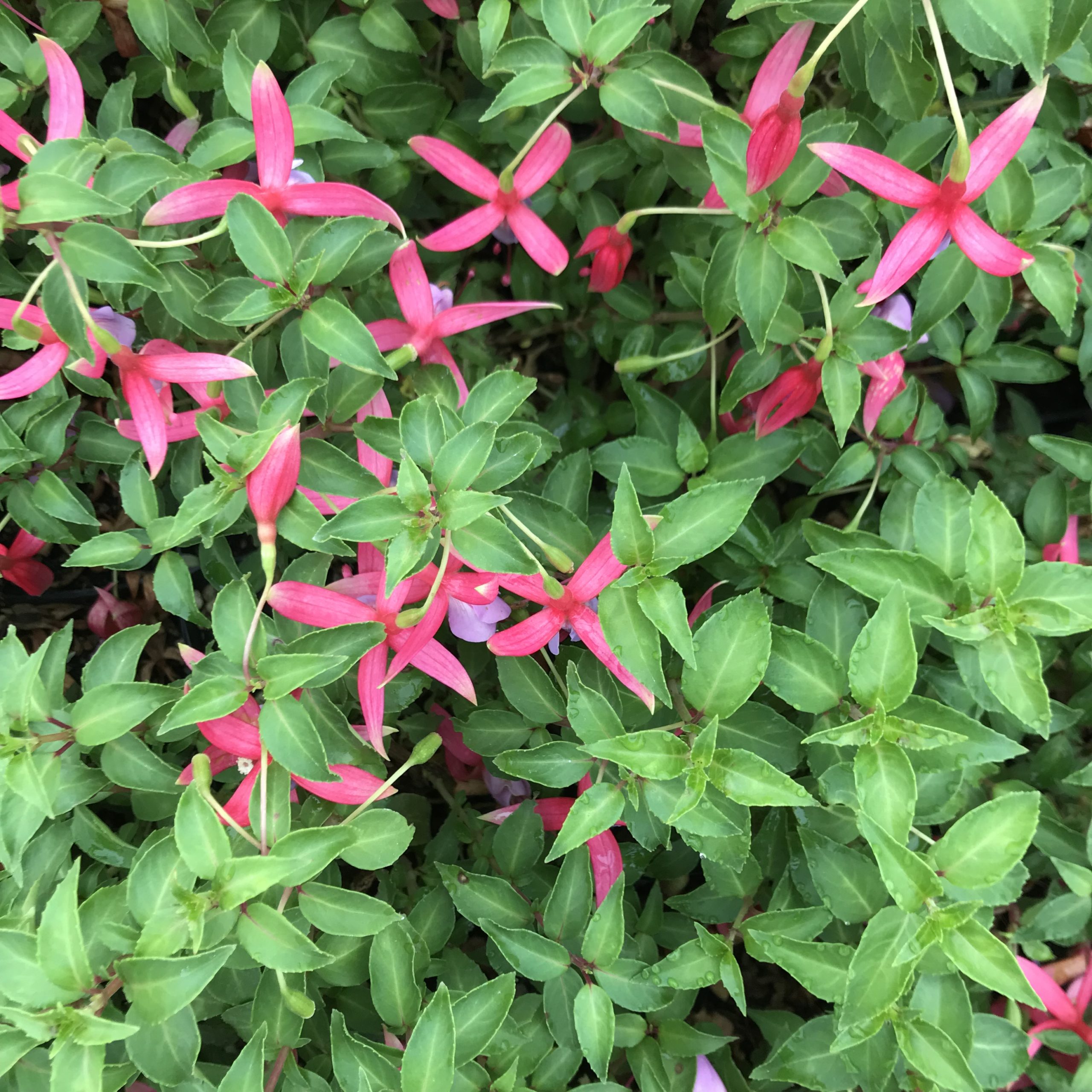 Fuchsia 'Foxgrove Wood' (5.5" Pot) - Image 4