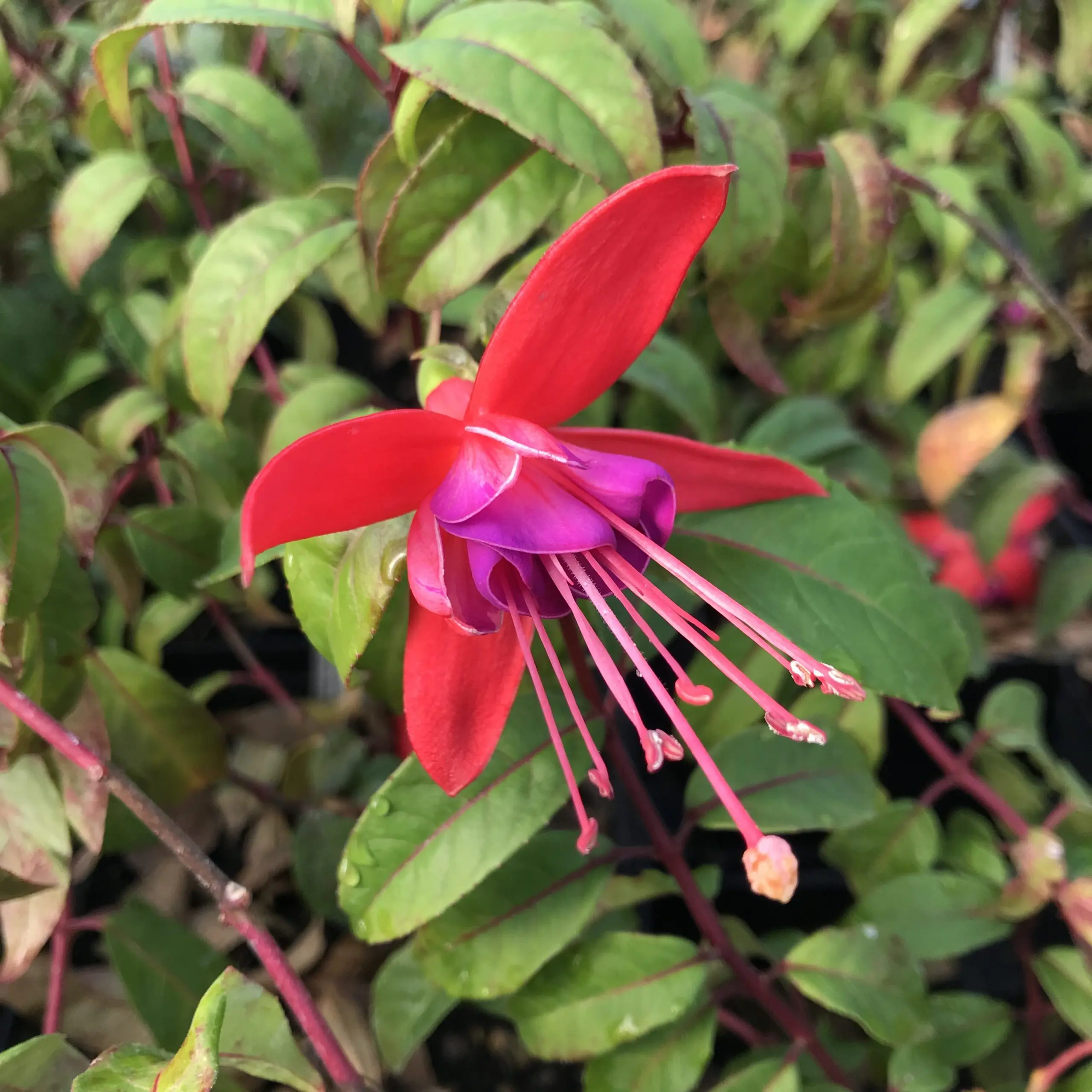 Fuchsia 'Old Glory' (5.5