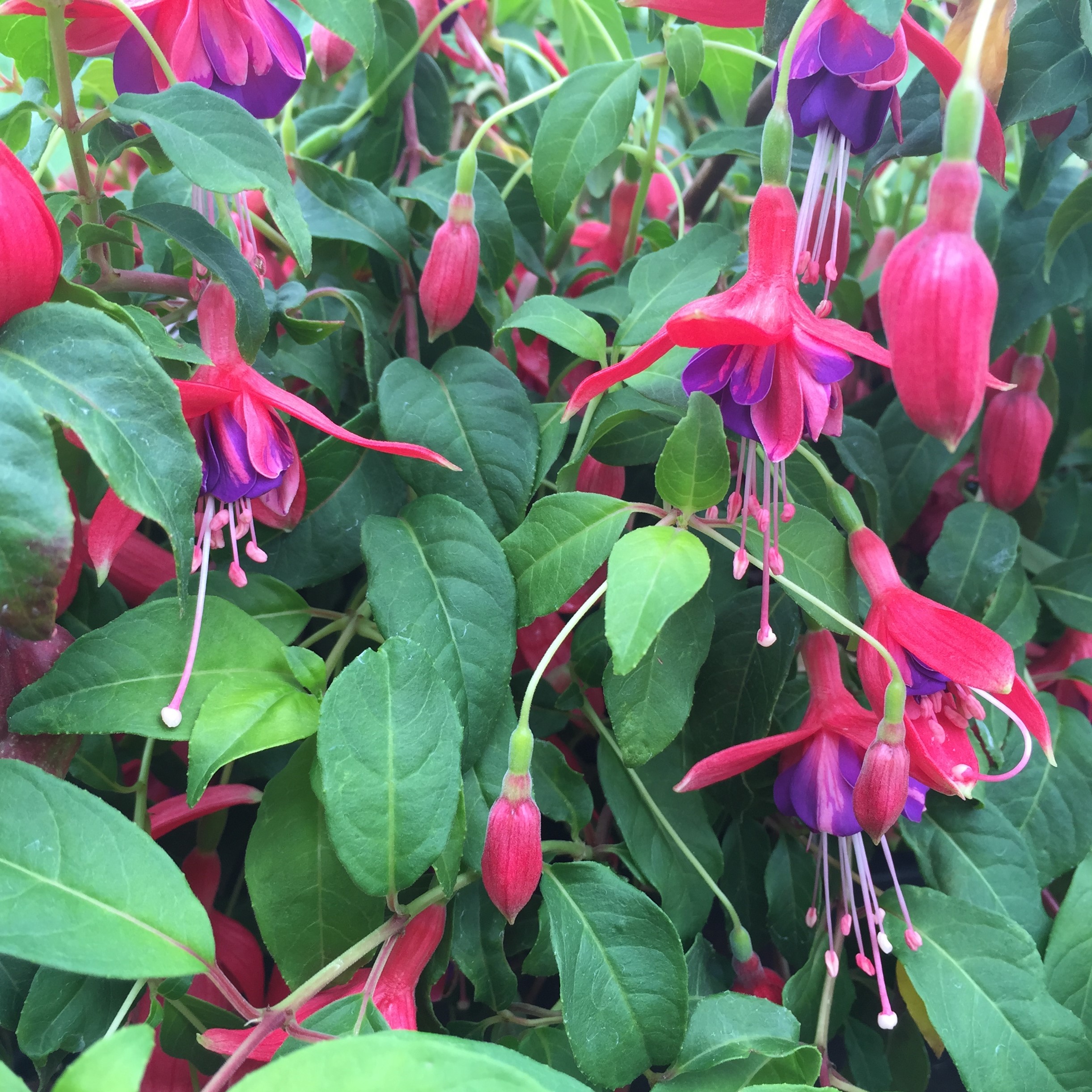 Fuchsia 'Old Glory' (5.5" Pot) - Image 2