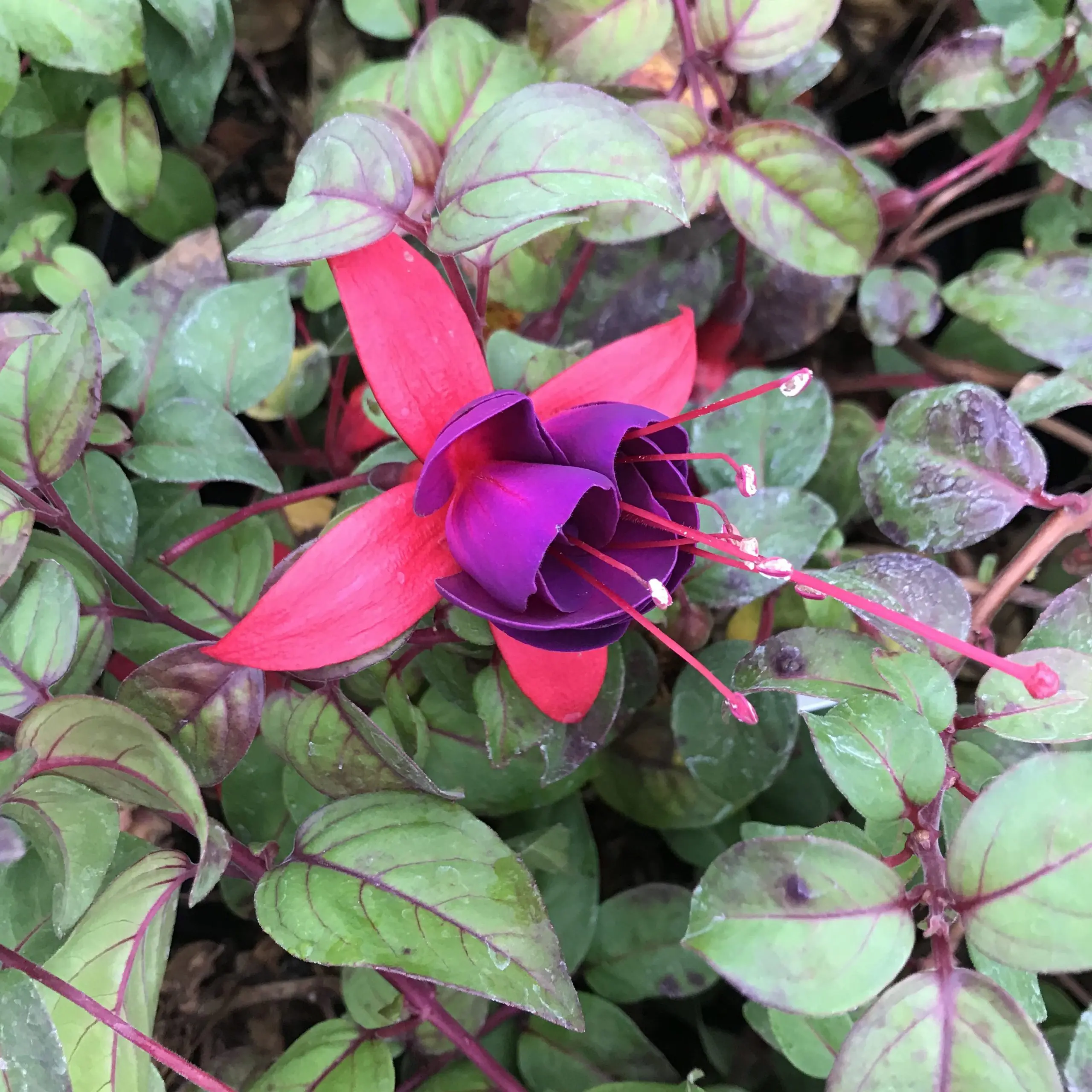 Fuchsia 'Reading Show' (5.5