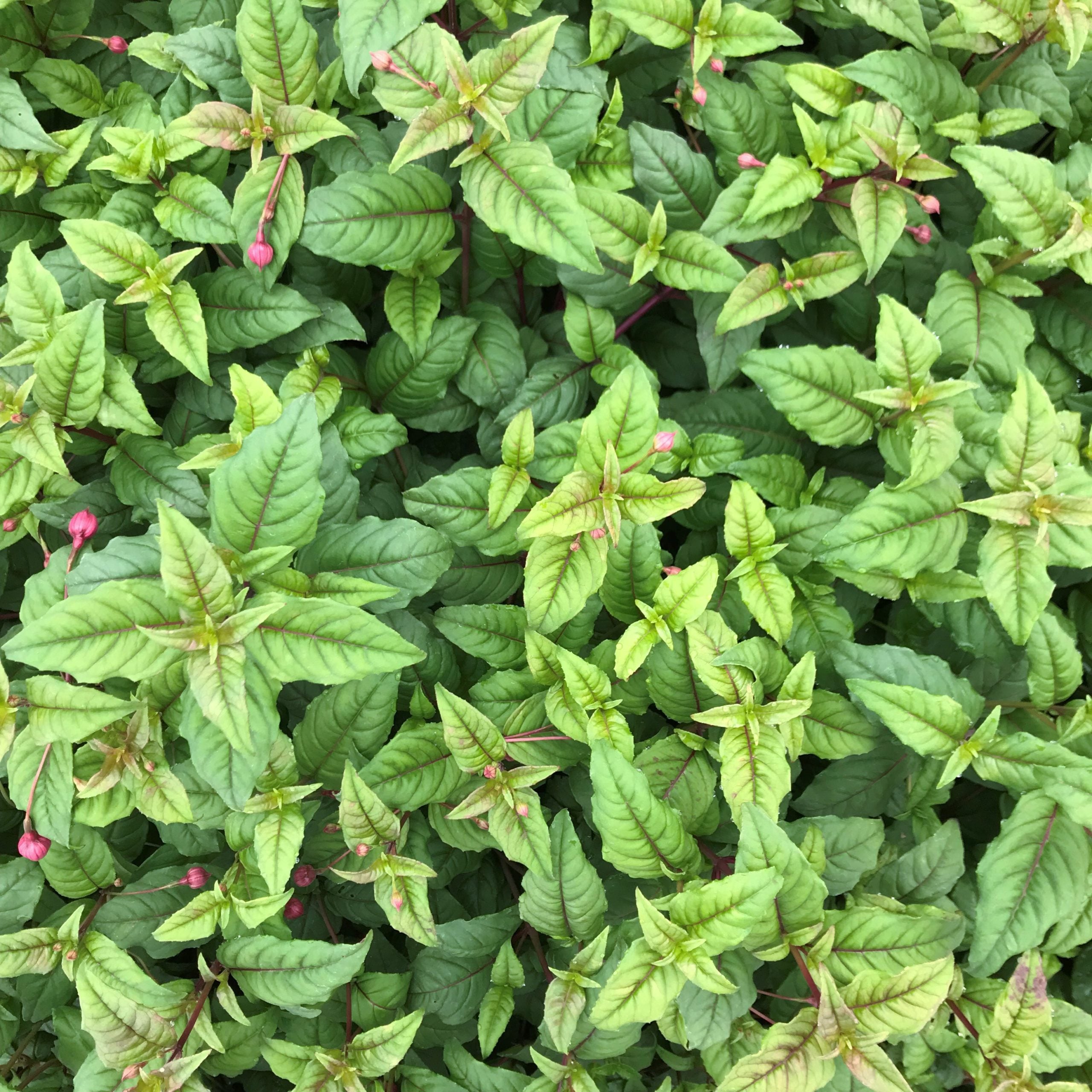 Fuchsia 'Storm King' (5.5" Pot) - Image 2