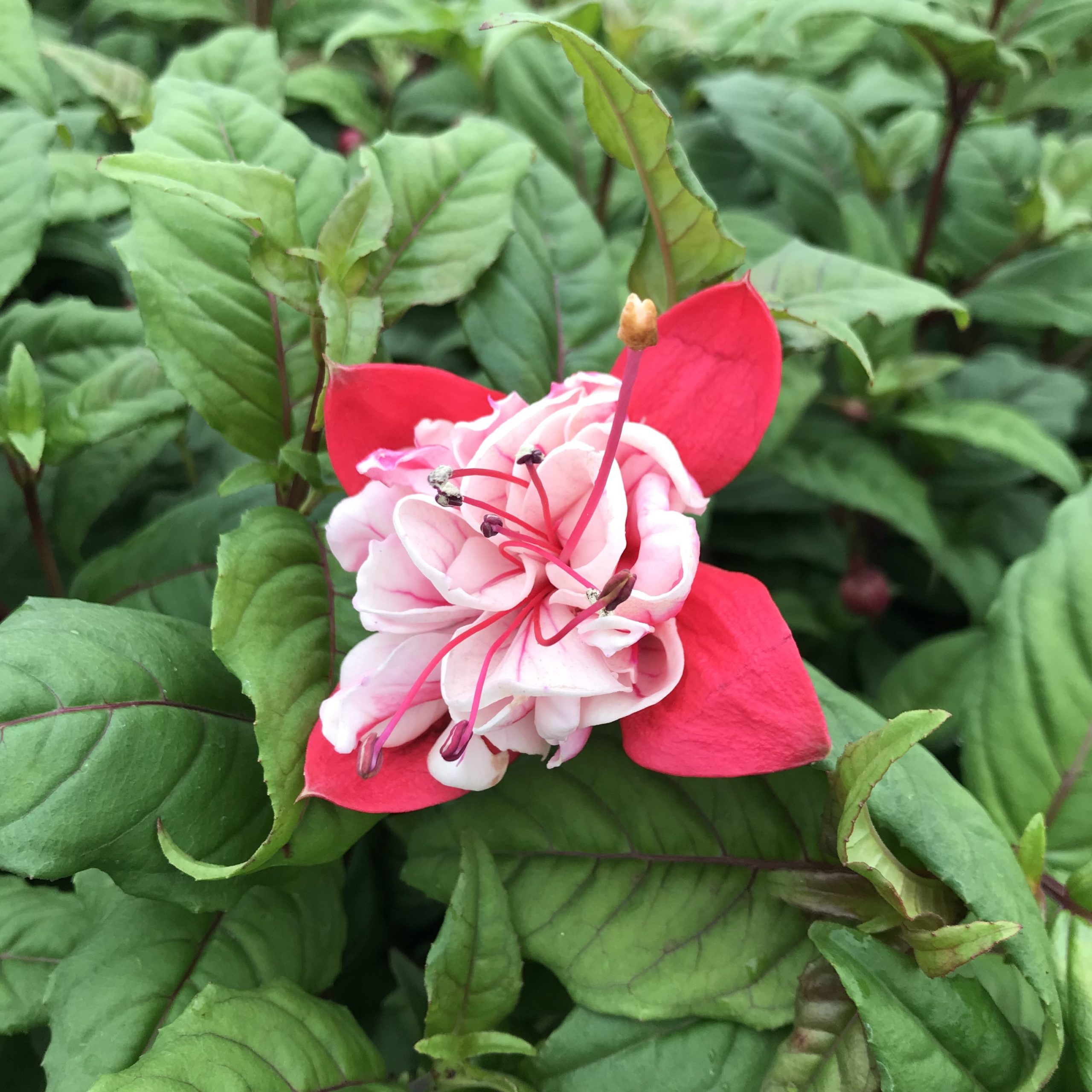 Fuchsia 'Storm King' (5.5" Pot)