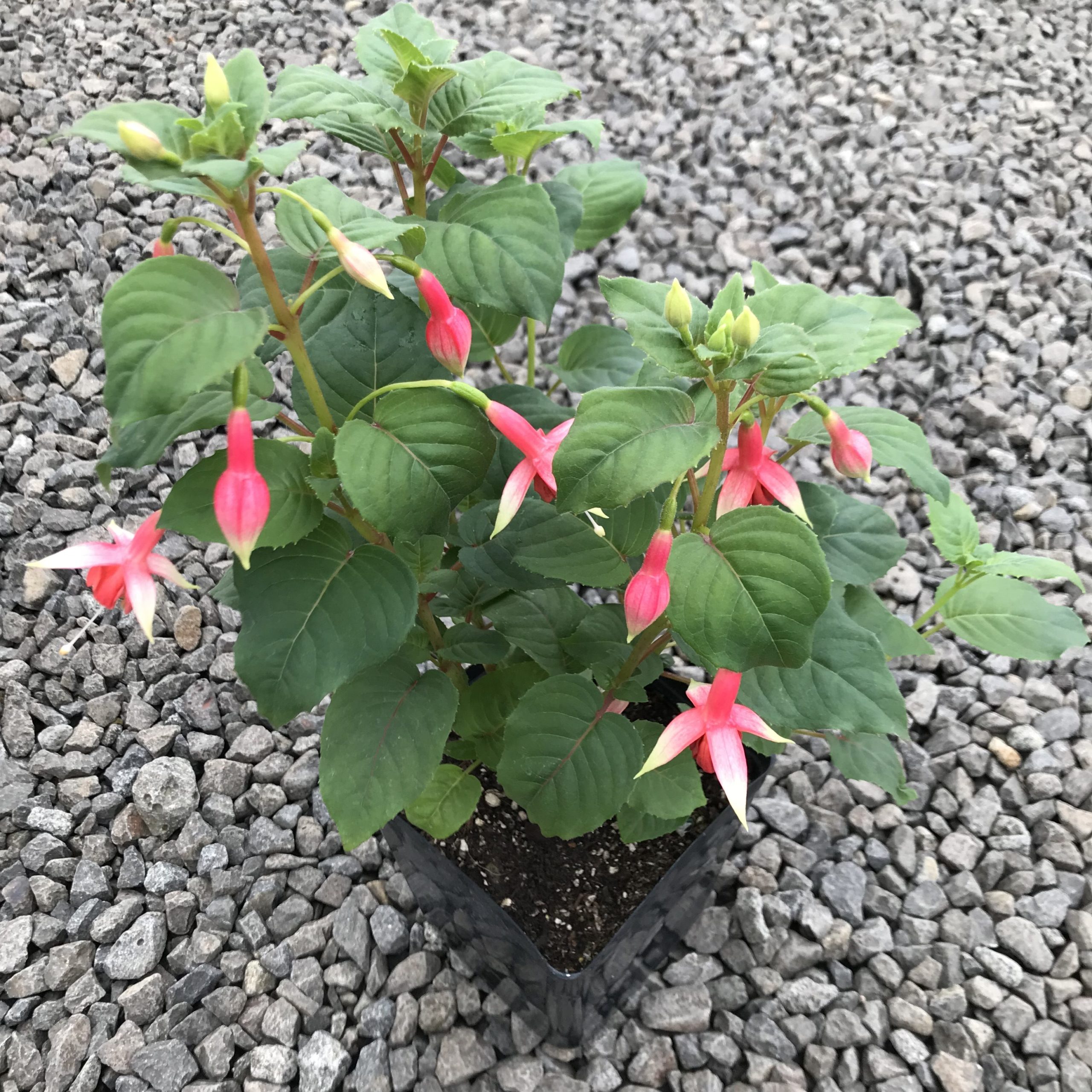 Fuchsia 'Yolanda Franck' (5.5
