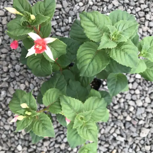 Fuchsia 'Yolanda Franck' (5.5