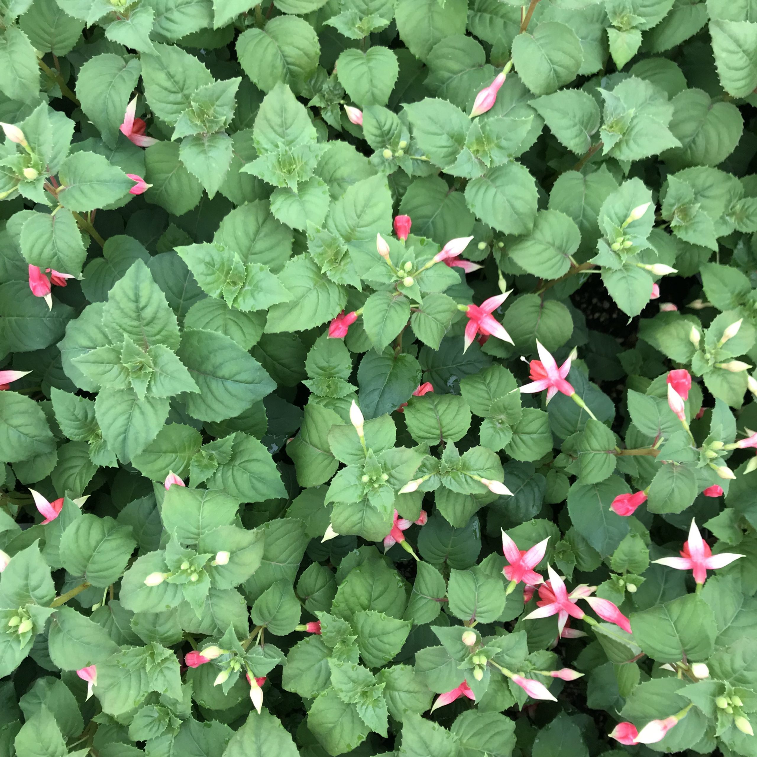 Fuchsia 'Yolanda Franck' (5.5